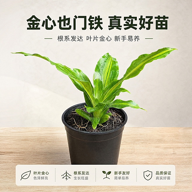 [商品] 使用【图2】金心也门铁小苗；保留叶片金心黄绿条纹、真实根系结构、叶片自然形态和尺寸比例；去除手持的手，将小苗放置在简约黑色育苗盆中，盆口土壤表面可见少量根系微露，土壤质感真实自然。
[画面] 页面目标：种苗展示头图，建立真实好苗第一印象。居中构图，主体占画面60%，育苗盆小苗位于画面正中央，正面微俯视角度，中景。阅读动线：上方标题→中央植株→下方说明。前景为干净浅木桌面，中景为黑色育苗盆+小苗，叶片舒展，背景为浅米白到浅灰的柔和渐变背景。
[视觉] 套系策略：风格=纪实风产品摄影，真实自然，35mm镜头f/4.0景深；标题字=现代无衬线粗体（思源黑体Heavy）；正文字=简洁无衬线体（思源黑体Regular）；主色=自然绿+米白；背景延展=浅米白到浅灰的柔和渐变，带细腻纸张纹理；强调色=橄榄绿，仅用于小面积图标、引线和标签；标题色=深墨绿；正文色=中灰绿；组件=圆角浅底信息卡、细线引线、极简图标；光影=左前侧45度柔和自然光，中性软阴影，叶片有真实光泽。
[文字] 上方主标题"金心也门铁 真实好苗"，下方小字副标题"根系发达 叶片金心 新手易养"，文字区位于画面上下留白处，不遮挡植株主体。
[规格] 图片比例1:1方形，4K分辨率，负向提示：塑料光泽、过度饱和色彩、卡通感、手指出镜、模糊、变形、错字、文字过小、水印、二维码