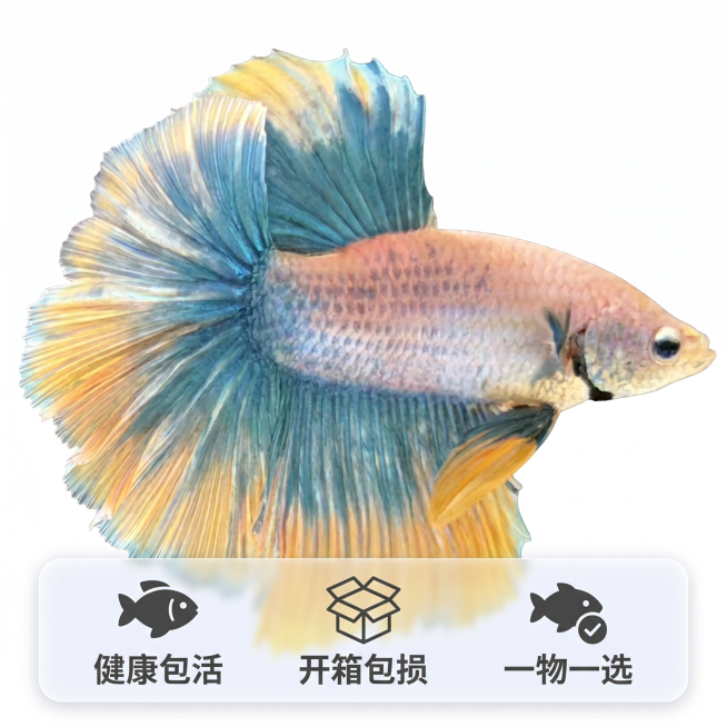 [主图 5] 泰国半月斗鱼服务承诺收官图
[氛围风格] 清晰直观，信任背书
[画质] 高清商业摄影，画面干净高级
[元素] 泰国半月斗鱼完整居中展示，背景纯白色，保持原有颜色外形不变，商品主体占比约6预览效果