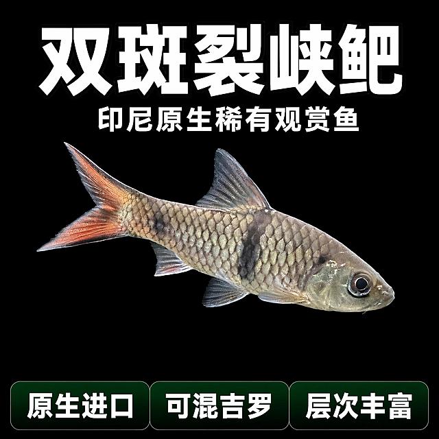 [单张主图] 印尼原生观赏鱼双斑裂峡鲃，爆款促销感主图，目标是突出产品稀有性和混养优势，适配拼多多平台吸引水族玩家下单
[画面主体] 单条双斑裂峡鲃完整居中展示，保持鱼体外形、鳞片纹理、灰褐色体色、标志性黑斑、红尾特征与输入产品图完全一致，杜绝变形和色差，精细化处理，鱼体主体占画面约60%，清晰展示完整鱼身姿态
[构图版式] 采用顶部大标题型版式，顶部25%区域放品牌和主标题，中部放产品主体占55%，底部18%放通栏信息条
[场景元素] 纯黑色渐变背景衬托鱼体细节，凸显鱼鳞纹理和红尾色彩，底部通栏信息条放置三个卖点标签，信息排版清晰不遮挡主体
[文案版式] 顶部居中：
"双斑裂峡鲃" 超大粗体主标题，白色字黑色描边强对比
下方小字：印尼原生稀有观赏鱼
底部通栏三个卖点标签均分空间，每个标签内文字：
原生进口 可混吉罗 层次丰富，文字为白色，标签使用深绿色半透明底色
[光影质感] 主光源为正面影棚柔光，均匀照亮鱼体整体，鱼鳞纹理处有自然高光，红尾色彩通透，黑色背景虚化干净，突出主体轮廓，商业水族摄影质感，细节清晰锐利
[配色字体] 主背景纯黑色，主标题白色粗体，卖点文字白色，标签深绿色；字体使用粗黑无衬线，主标题最大，副标题次之，卖点文字最小，对比强烈，符合拼多多平台大字直白风格
[比例分辨率] 1:1比例，2048*2048分辨率，文字清晰可辨，超高清商业摄影质感
[负向提示词] 变形，文字错乱，鱼体模糊，背景杂乱，水印，电商平台Logo，错字，主体遮挡，颜色失真