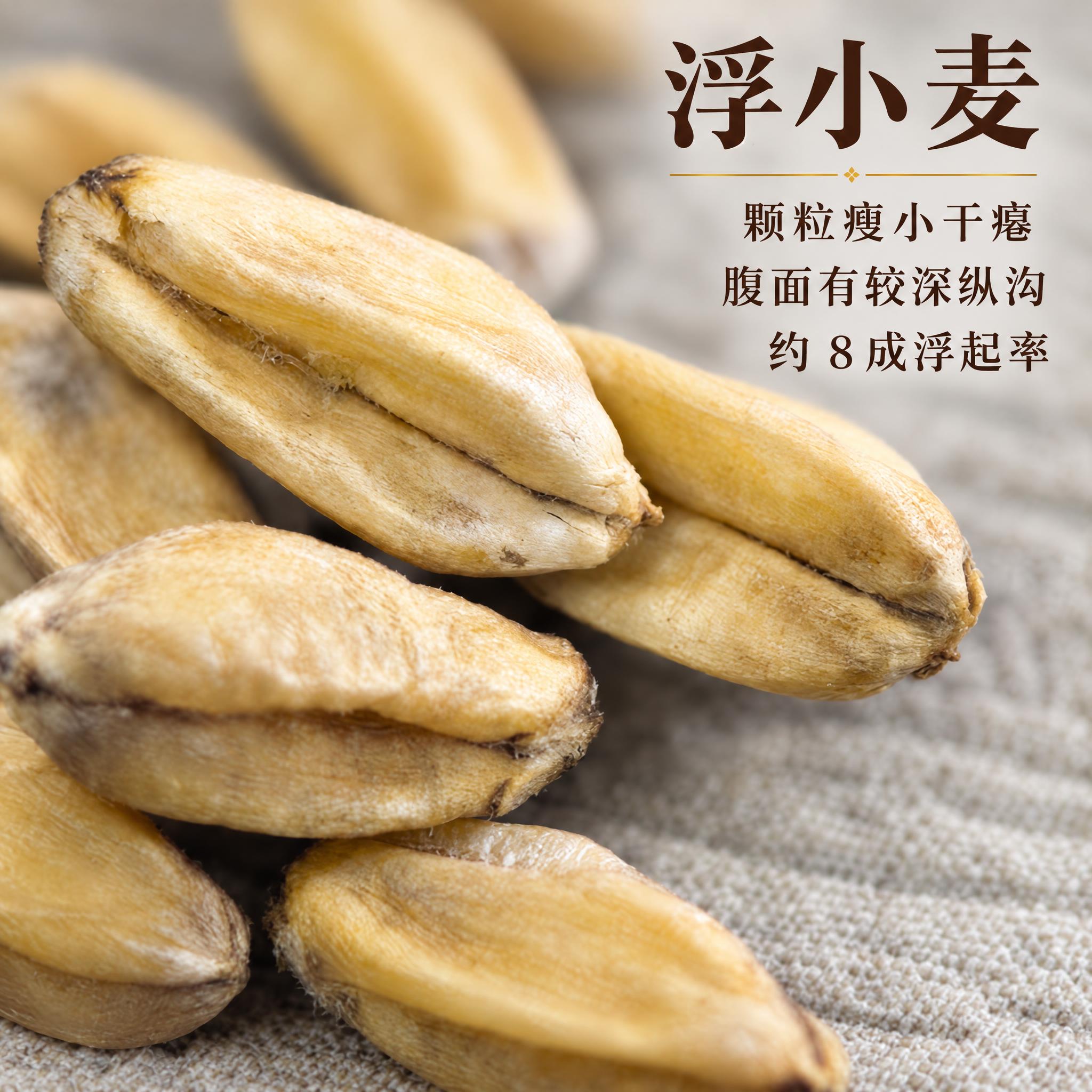 基于上传的浮小麦素材进行主图创作，严格使用上传素材，完整保留原… - 图片创意预览