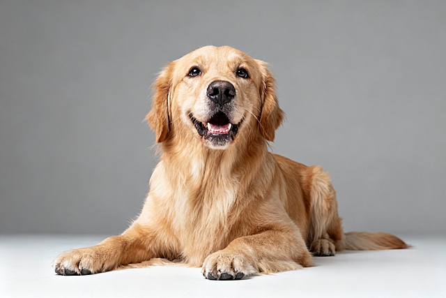 生成金毛犬抬头直视前方非常兴奋表情的趴着的不吐舌头闭嘴的清晰全身图像