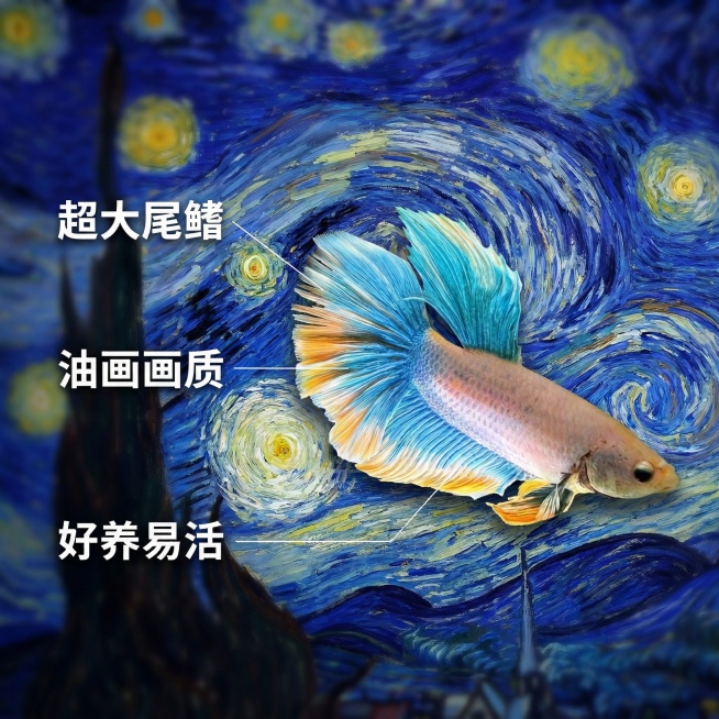 [主图 2] 核心亮点展示主图，斗鱼外观不变；[氛围/风格] 梵高星空风印象派油画，笔触浓烈富有动感，艺术质感强烈。保留斗鱼原外观颜色形态不变，只修改背景；[画面元素] 泰国半月斗鱼位于画面中心偏右，预览效果