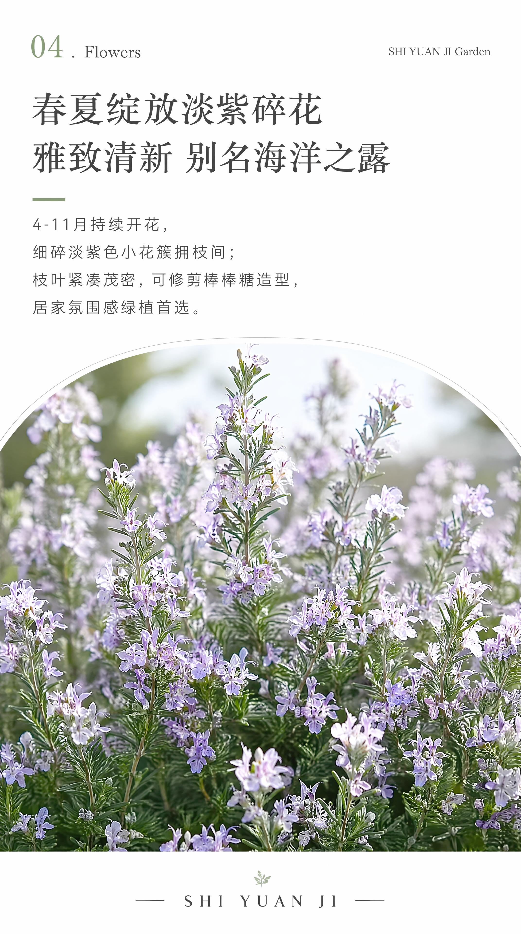 [第5屏] 外观卖点介绍页，迷迭香春夏开淡紫小花，清新雅致展示… - 图片创意预览