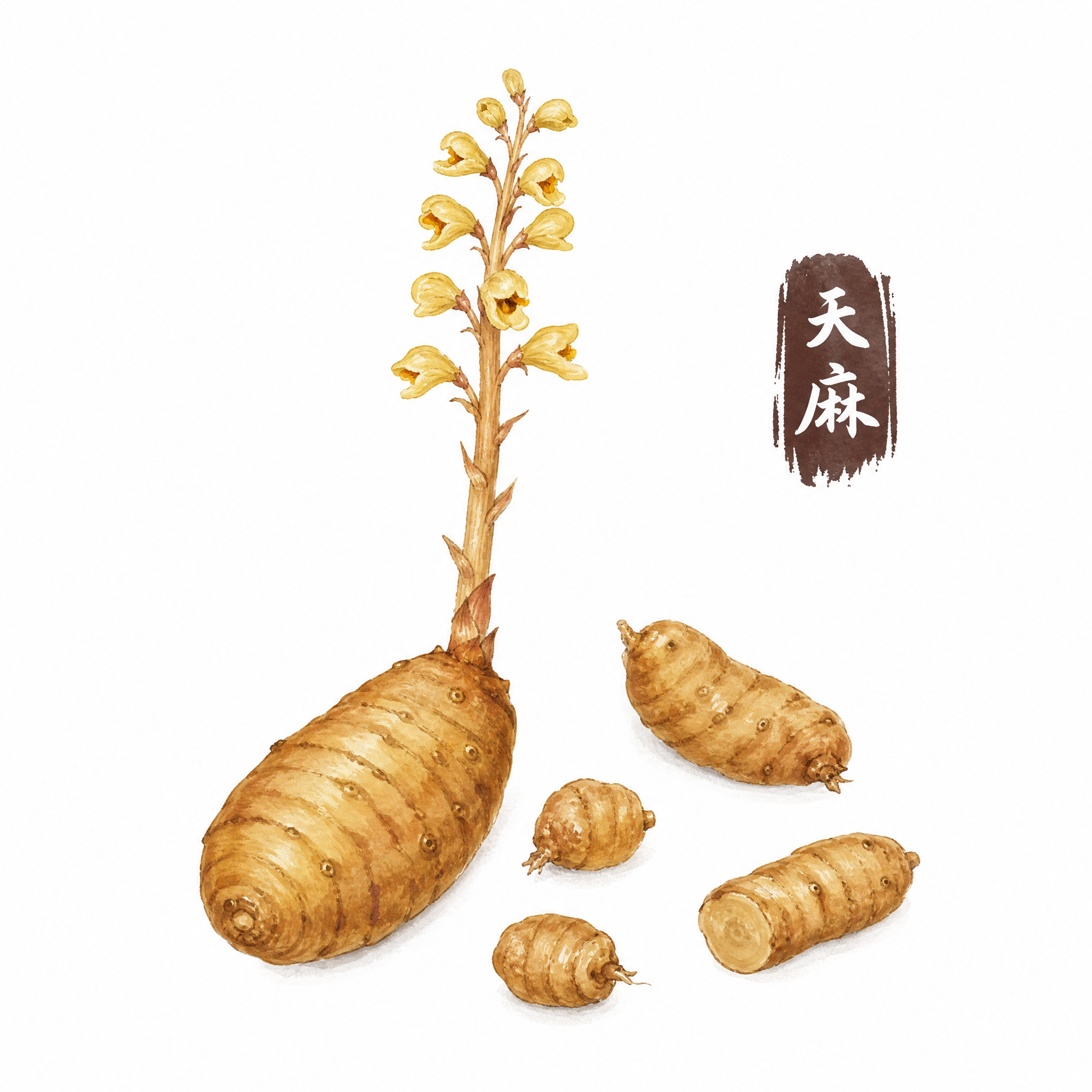 参考图中的国风手绘水彩插画风格，重新绘制真实的天麻植物，符合天… - 图片创意预览