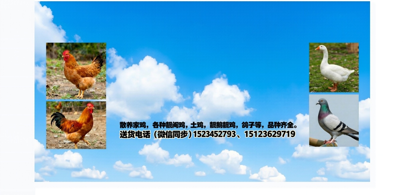 散养家鸡这一排字体颜色为黑丝预览效果