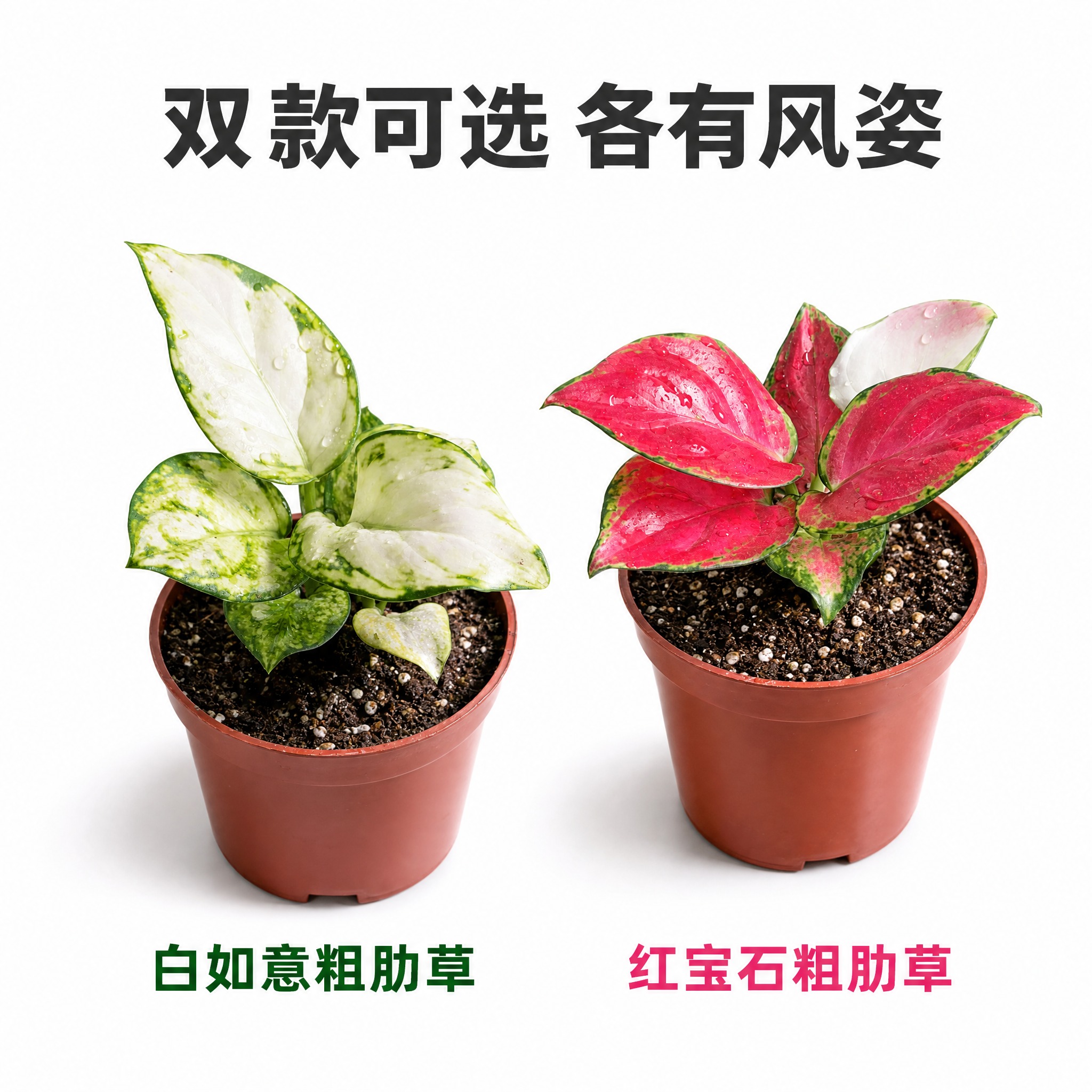 [主图-7] 两款粗肋草并列展示主图，对比呈现双品种规格。 [… - 图片创意预览