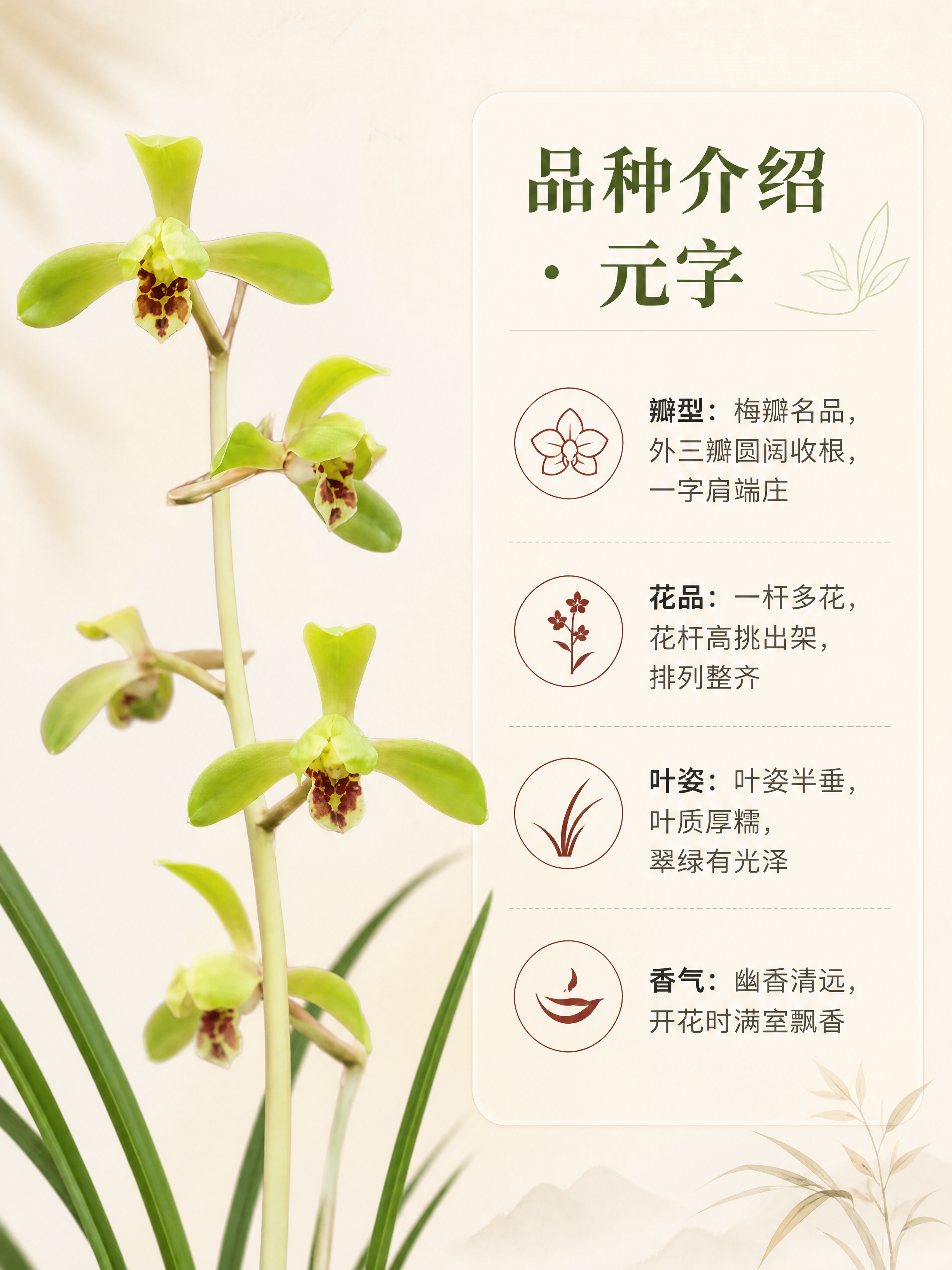 [商品] 使用【图1】蕙兰元字兰花图；保留花朵嫩绿梅瓣瓣型、红… - 图片创意预览
