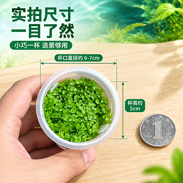 [主图-7] 尺寸规格展示，主题：一杯多大 实拍参照。
[统一基调] 清新自然水族风格，背景为渐变青绿色到深绿色的柔和水族氛围，主标题白色粗体无衬线字体，辅助文字浅绿白色，强调色为翠绿色，整体干净通透有水下光影感。
[画面] 俯视角度，一只成人手掌轻轻托住无菌杯（参考图2手势），清晰展示杯子大小，杯口铺满翠绿水草。旁边放一枚一元硬币作为尺寸参照。杯子完整展示，外观与输入图一致：透明杯身、白色杯沿、圆叶水草。背景为干净的浅木色桌面，柔和自然光。
[光影质感] 商业摄影质感，柔和顶光，杯身高光通透，水草翠绿，手掌自然，阴影柔和真实。
[配色] 背景浅木色，标题深绿色，水草翠绿色，整体干净明亮。
[文字版式] 左上角主标题"实拍尺寸 一目了然"，旁边用引线标注杯口直径约6-7cm，杯高约5cm（示意尺寸），下方小字"小巧一杯 造景够用"。文字不遮挡产品主体。字体统一现代无衬线粗体。
[输出要求] 1:1正方形2048px，产品清晰，尺寸参照明确，文字清晰，无变形错字，无水印无平台logo，无多余杂物。