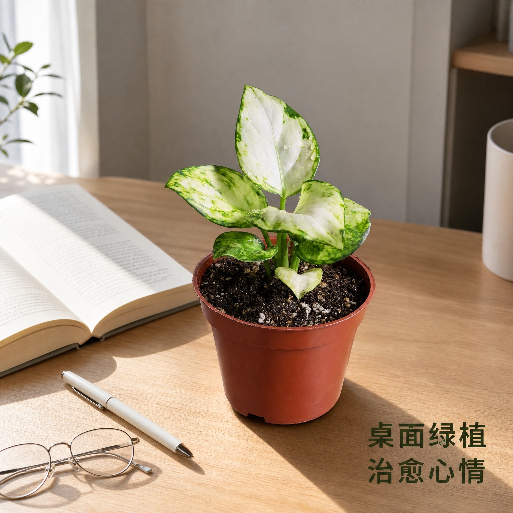 [主图-5] 白如意粗肋草桌面场景陈列主图，展示家居摆放效果。… - 图片创意预览
