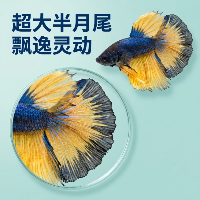 [主图 3] 芥子斗鱼尾鳍细节展示 重新生成
[氛围风格] 专业特写突出产品品质，简约水族风格
[画面元素] 商业摄影质感、光线柔和通透、产品清晰真实、画面干净高级。斗鱼完整展示在画面右上，左下角用圆预览效果
