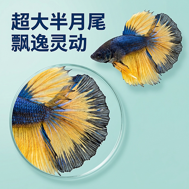 [主图 3] 芥子斗鱼尾鳍细节展示 重新生成
[氛围风格] 专业特写突出产品品质，简约水族风格
[画面元素] 商业摄影质感、光线柔和通透、产品清晰真实、画面干净高级。斗鱼完整展示在画面右上，左下角用圆形画中画特写放大展示半月尾鳍的纹理细节，保持尾鳍颜色和纹理和原图一致，干净浅青色背景，整体光影统一，画中画边界清晰自然
[配色色系] 浅青干净背景，保留斗鱼原生黄蓝黑配色，细节清晰色彩自然
[视角构图] 主体+细节画中画组合构图，全貌细节兼顾
[文字版式] 左上角主标题“超大半月尾 飘逸灵动”加粗深蓝色字体，不遮挡斗鱼主体和细节特写，清晰易读
[比例分辨率] 1:1比例，2k分辨率，文字清晰可辨，超高清
[负向提示词]变形，水印，文字错乱，产品图模糊，背景杂乱，斗鱼外形改变，颜色失真