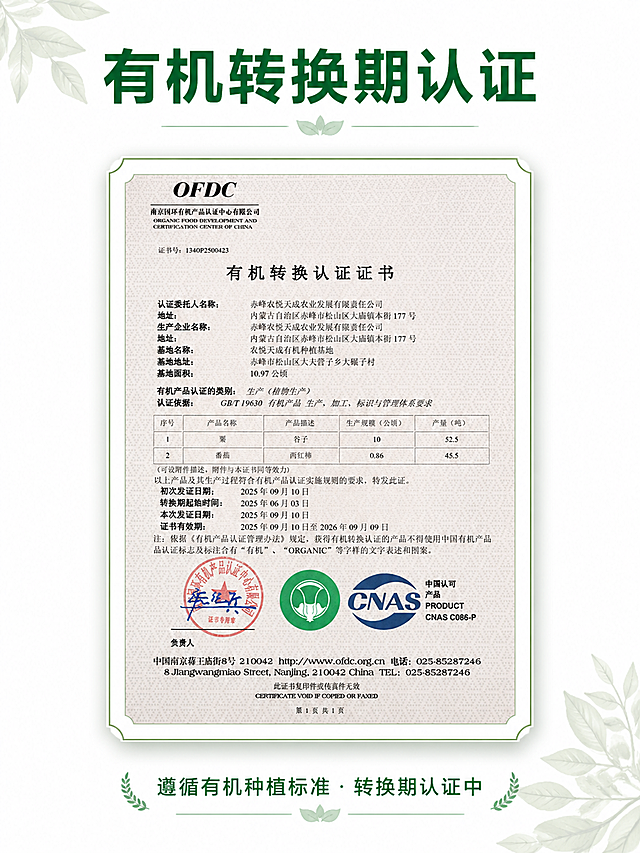 电商详情页3:4竖版海报，有机转换期认证展示页。本图使用【图5】有机转换认证证书作为中间主体展示。
[氛围/风格] 简洁信任感，专业权威，白底+浅绿点缀，绿色/深绿主色调，商业设计质感。
[元素布局] 画面上方约20%区域为标题区；中间约60%区域放置有机转换期认证证书图片，证书清晰完整，四周有细绿色边框和柔和阴影，证书居中放大展示；下方约20%区域为说明文字区。背景为纯白色，左上角和右下角有极淡的绿色叶片装饰元素，不抢主体。
[光影质感] 整体明亮均匀，证书区域有轻微投影增加层次感，无强烈明暗对比。
[配色色系] 全局底色 #FFFFFF 纯白；主色 #2E7D32 深绿色；辅助色 #81C784 浅绿色；点缀色 #A5D6A7 淡绿。
[视角构图] 正面居中构图，垂直阅读动线：上标题 → 中证书 → 下文字。信息层级清晰。
[文字版式] 顶部主标题："有机转换期认证"，深绿色粗黑体，字号大，居中排列，字距适中。底部说明文字："遵循有机种植标准·转换期认证中"，深绿色常规黑体，字号适中，居中排列。所有文字清晰易读，不小于20px。
[比例] 3:4竖版比例，4K分辨率，高清画质，文字清晰锐利。
[负向提示词] 证书变形模糊，文字错乱，水印，花哨背景，颜色偏差，出现"有机产品""有机认证"等禁用词，文字过小不可读。