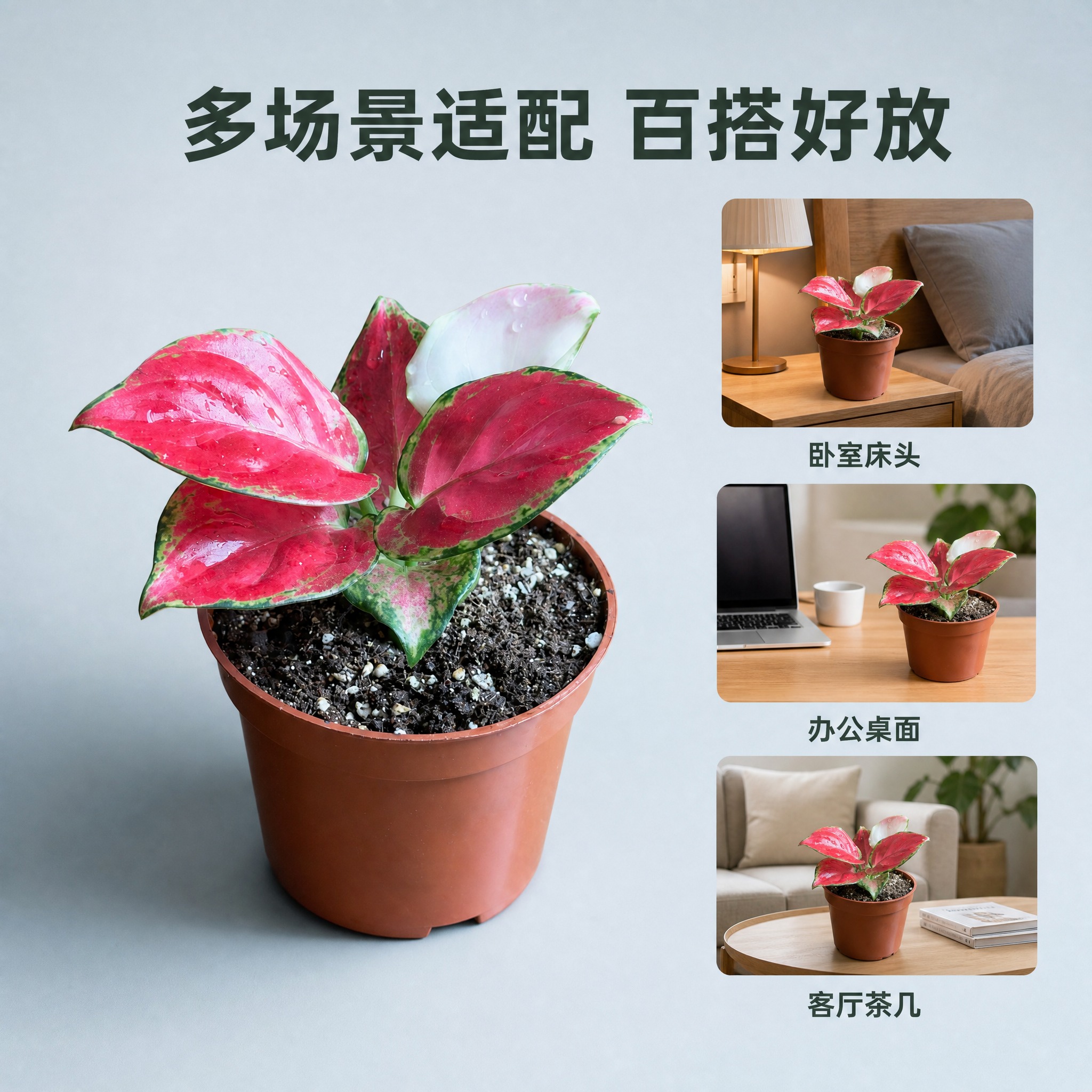 [主图-9] 空气净化与环境适配 多场景适用展示 [统一基调]… - 图片创意预览