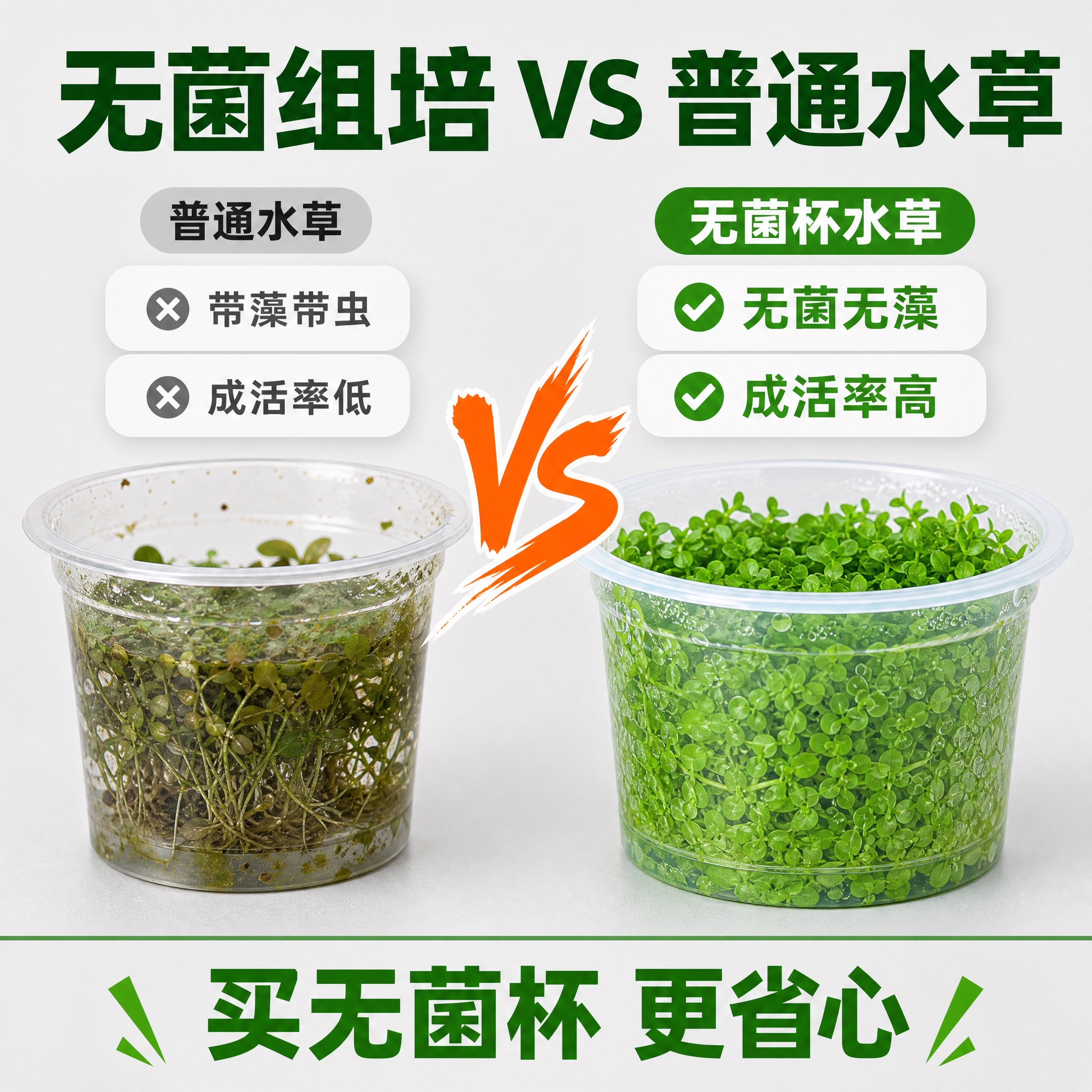 [主图-8] 无菌组培优势说明图，对比普通水草和无菌杯水草的区… - 图片创意预览