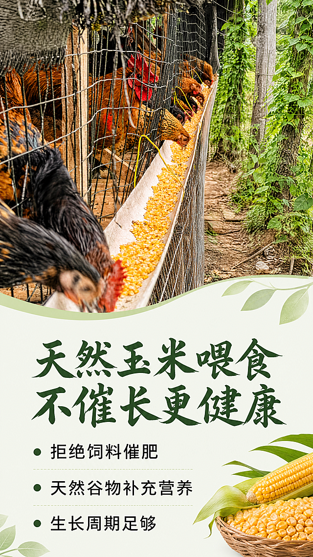 [第4屏] 喂食细节展示-天然谷物玉米喂食。
[氛围/风格] 真实质朴风，干净清晰，展现天然喂食原料，让人放心。
[元素布局] 上半部分展示【图8】的喂食场景，保持栅栏食槽里金黄玉米粒和多只公鸡外观与原图一致，公鸡正在啄食玉米，画面清晰；下半部分为文字信息区，浅绿底衬托文字。
[光影质感] 自然户外光线，明亮清晰，玉米粒金黄通透，质感真实。
[配色色系] 全局底色：#F5F9F2；主体配色：金黄玉米粒+棕红色公鸡；绿色背景；辅助色：深绿文字。
[视角构图] 上图下文，上半部分场景图占60%，下半部分文字占40%，分区清晰，阅读流畅。
[文字版式] 顶部大标题 "天然玉米喂食 不催长更健康"，居中展示，使用首屏同款温润书法体，深绿色纯色填充。下方三个卖点：拒绝饲料催肥、天然谷物补充营养、生长周期足够，黑色标准字体，绿色圆点引导。全页复用首屏字体风格和字色。
[比例分辨率] 9:16竖版比例，4K分辨率，文字清晰可辨，超高清。
[负向提示词] 玉米粒模糊，公鸡变形，文字错乱，虚假宣传，水印。