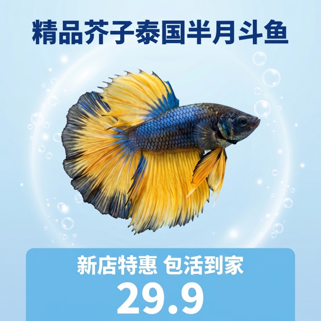 [主图 1] 泰国芥子半月斗鱼拼多多商品首图
[氛围风格] 高性价比鲜活观赏鱼，3D渲染明亮通透
[画面元素] 商业摄影质感，光线明亮通透，产品清晰真实，画面干净简约。保留原斗鱼外形和黄蓝黑花色，斗鱼预览效果