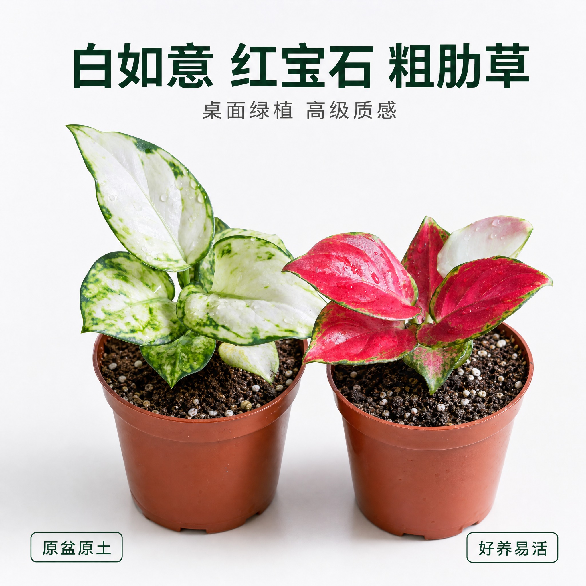 [主图-1] 白如意粗肋草与红宝石粗肋草双品英雄展示图，白色纯… - 图片创意预览