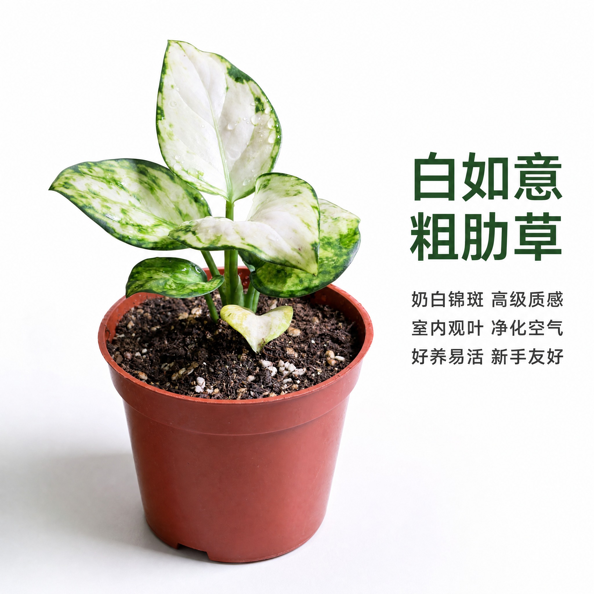 [主图-2] 白如意粗肋草单品白底主图，唯一任务是完整展示白如… - 图片创意预览