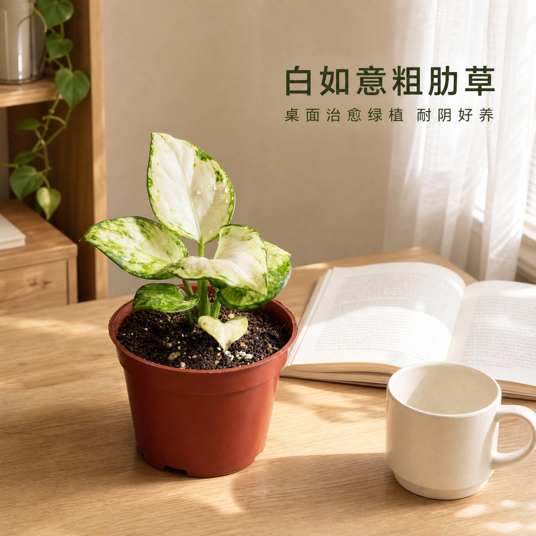 [主图-2 白如意粗肋草 桌面场景图] 白如意粗肋草盆栽放置在… - 图片创意预览