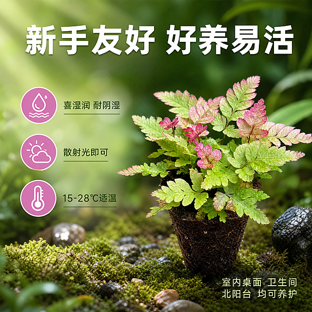[主图-5] 三色凤尾蕨养护简单好养易活卖点图。
[统一基调] 雨林自然风，深绿色系为主，搭配蕨叶粉紫渐变点缀色；标题用白色粗体无衬线字，辅助文字用浅绿细体，整体清新治愈、商业摄影质感。
[画面] 画面中央偏右放置一盆（营养钵）健康茂盛的三色凤尾蕨，叶片舒展，状态极佳。左侧用三个圆形图标+短句的形式展示养护要点，图标分别为水滴（喜湿）、半阴（散射光）、温度计（适宜温度）。背景为清新的雨林绿色渐变，底部有虚化的苔藓和小石子，整体干净清爽。
[光影质感] 均匀柔和的散射光，植物叶片鲜亮饱满，没有硬阴影，整体明亮通透，商业产品摄影质感。
[配色] 背景浅绿到深绿渐变，植物三色鲜明，图标为粉紫色圆形配白色图案，标题白色，说明文字深绿。
[文字版式] 顶部居中主标题"新手友好 好养易活"白色粗体大字。左侧三个圆形图标纵向排列，每个图标右侧对应文字："喜湿润 耐阴湿""散射光即可""15-28℃适温"。右下角小字补充"室内桌面 卫生间 北阳台 均可养护"。
[输出要求] 1:1正方形，2048px，植物状态鲜活，图标清晰美观，文字排版整齐。禁止变形、错字、模糊、杂乱、水印、平台Logo。
