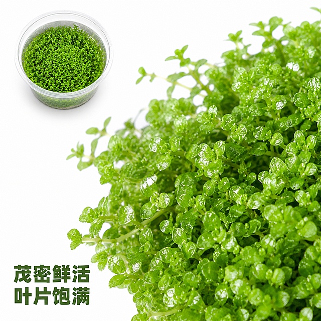 帮我设计电商爆款主图，产品：迷你矮珍珠（无菌杯），白底突出产品「图片1」「图片1」「图片1」