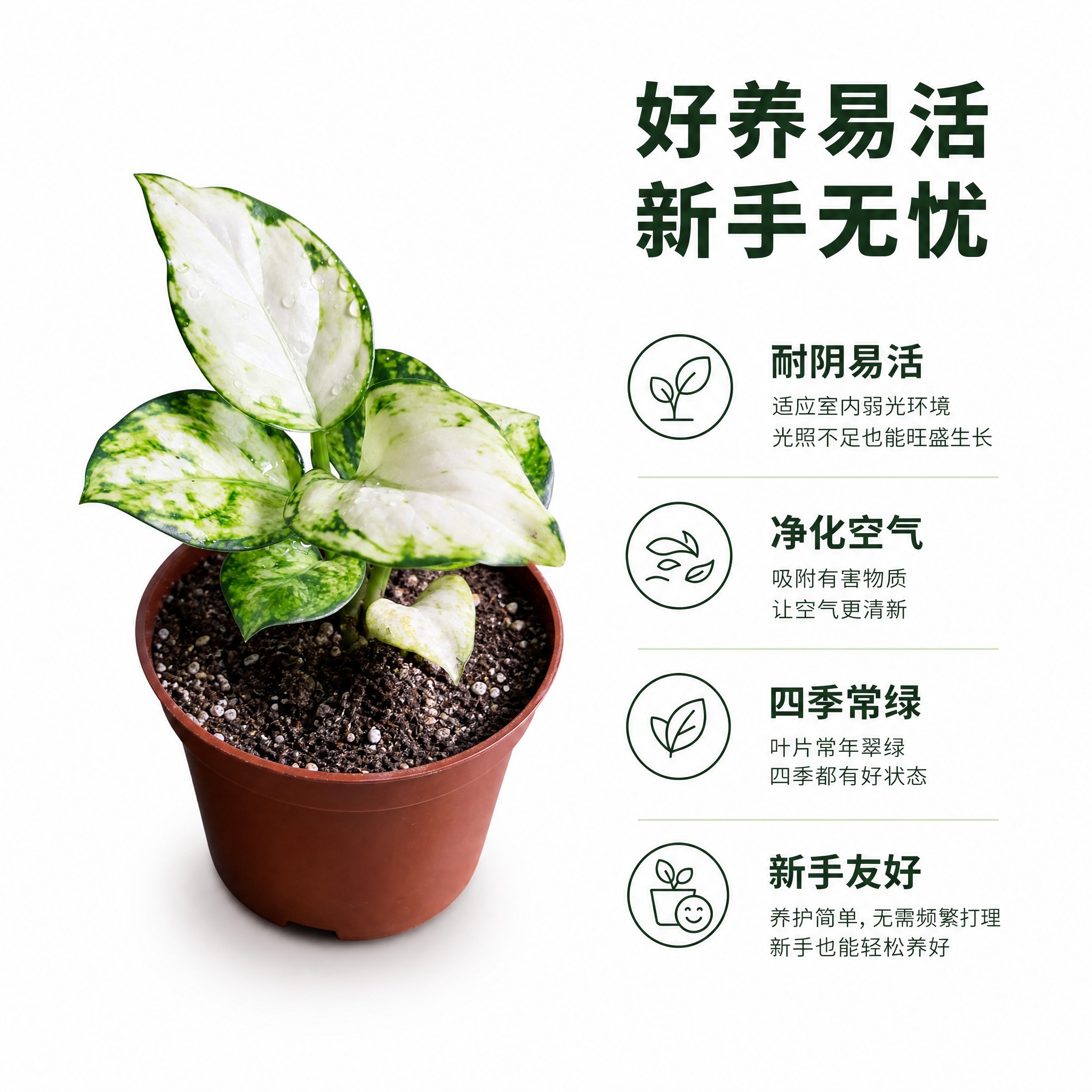 [主图-8] 养护卖点信息图，唯一任务：展示粗肋草的养护优势与… - 图片创意预览