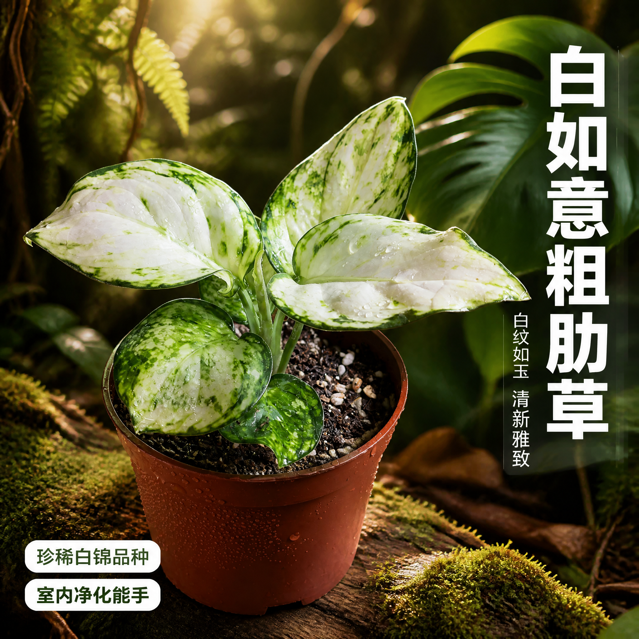[主图-2] 白如意粗肋草 热带雨林单品特写主图。 [统一基调… - 图片创意预览