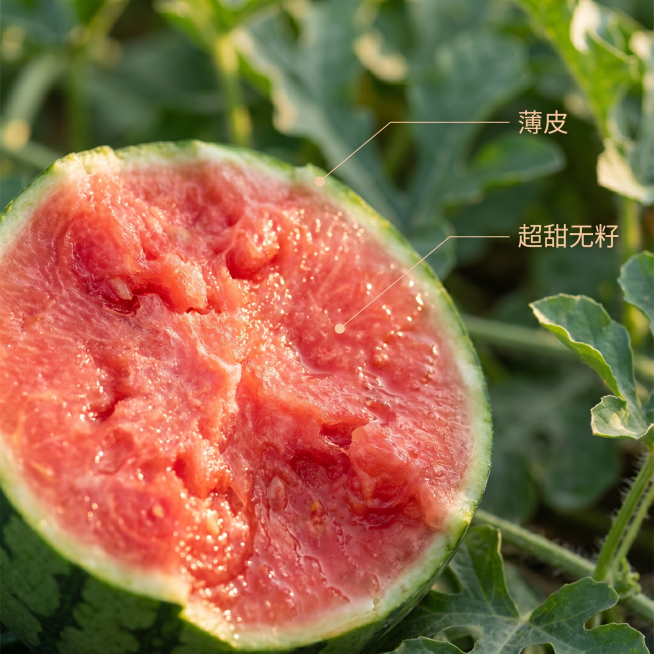 [主图-3] 小糖丸西瓜细节展示，微距放大果肉纹理。保持产品特征一致，不发生变形色差。特写展示掰开后的沙脆鲜红果肉，微距纹理清晰，汁水饱满反光，展现爆汁质感。背景虚化瓜地绿叶，突出主体。自然暖逆光穿透预览效果