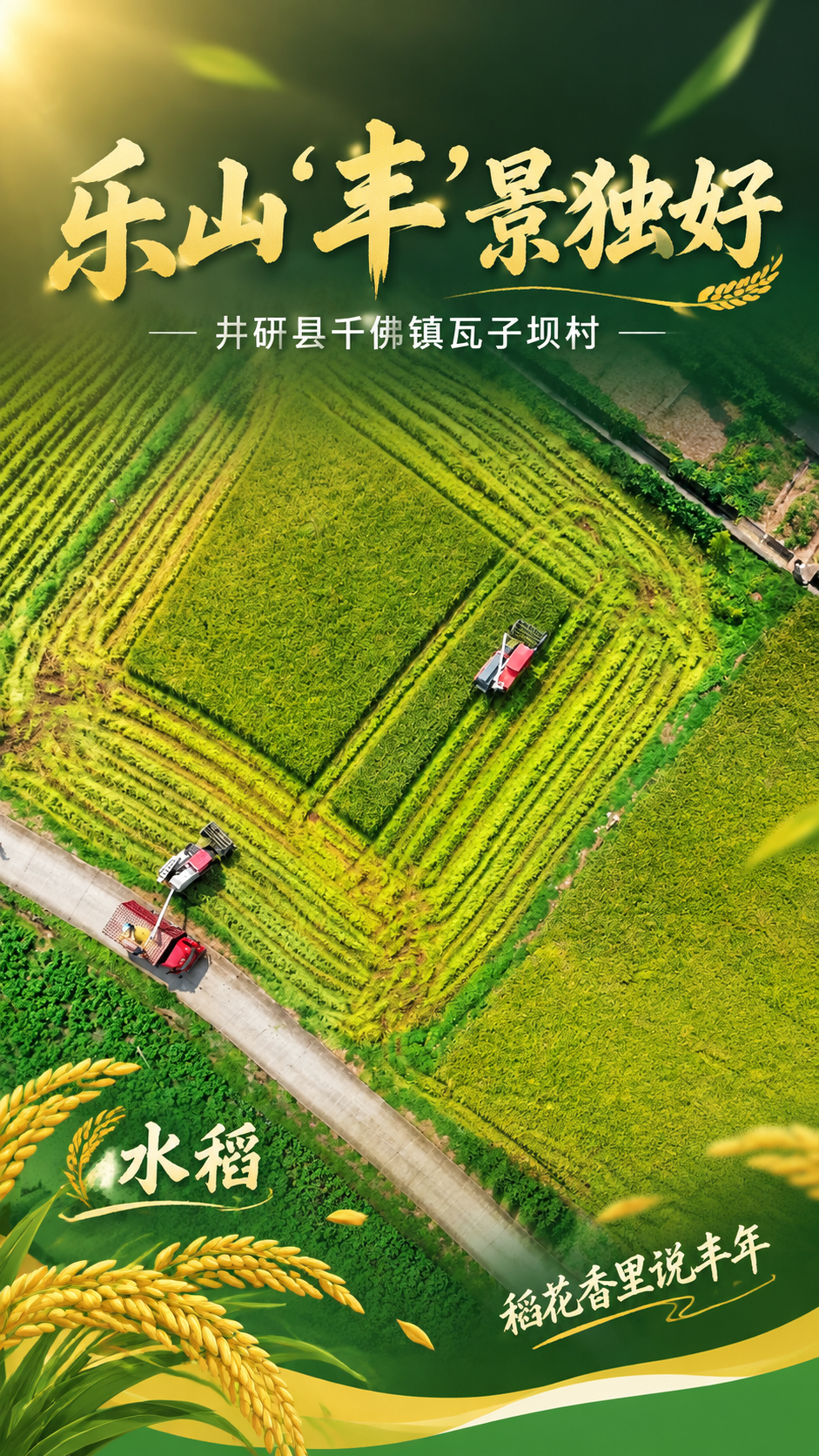 以这张稻田航拍图为背景，设计一张竖版丰收主题海报。画面上方叠加… - 图片创意预览