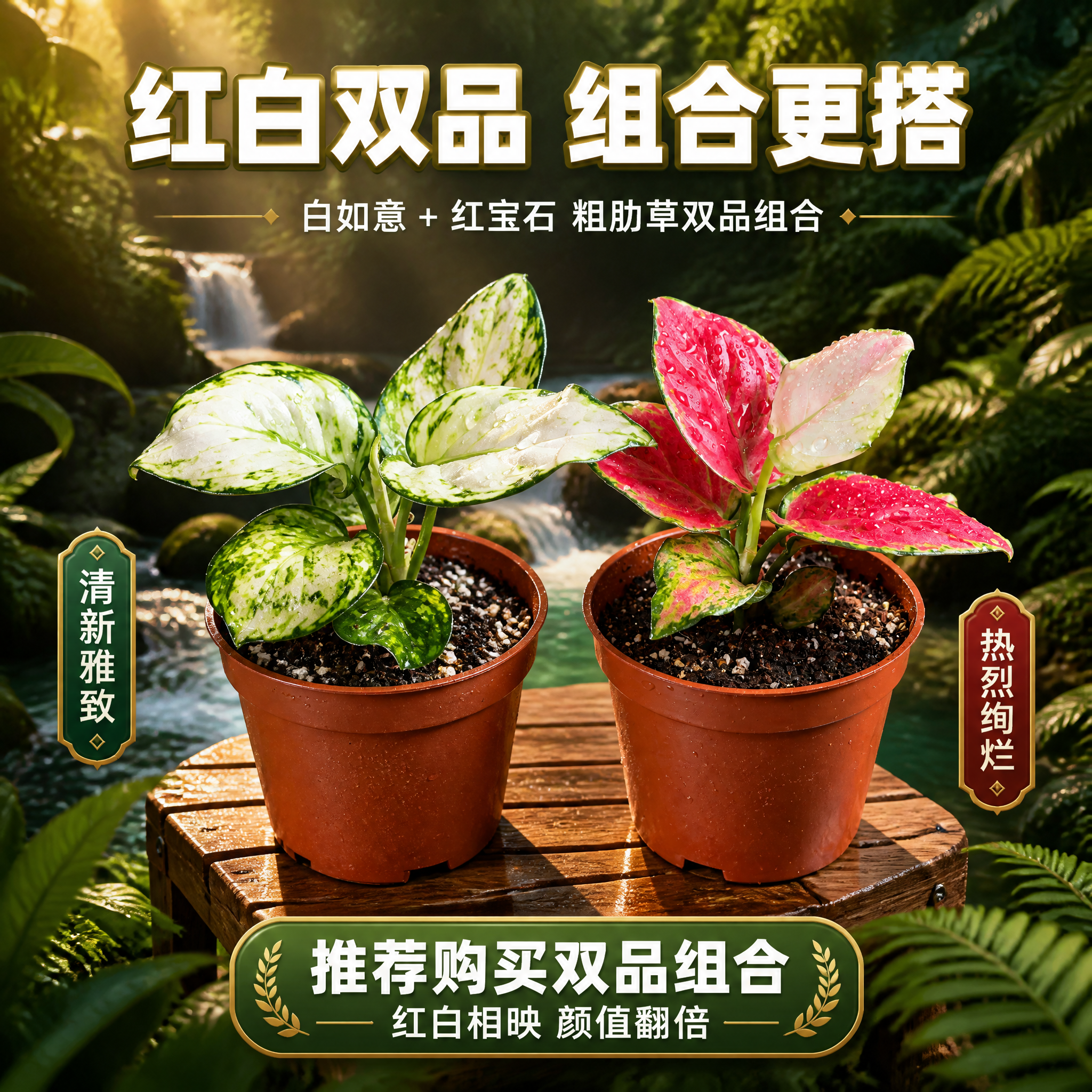 [主图-10] 白如意与红宝石粗肋草 双品组合推荐主图。 [统… - 图片创意预览