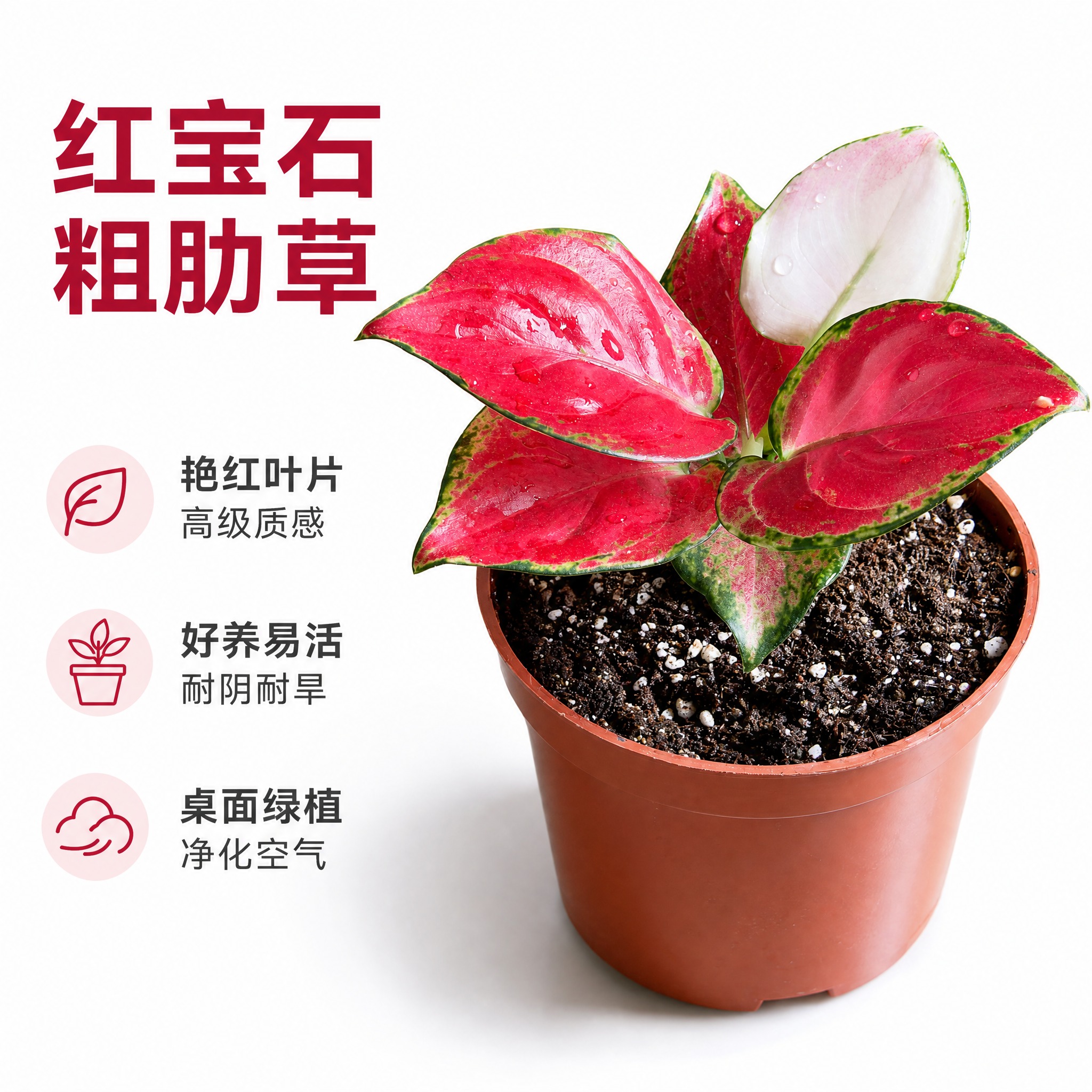 [主图-2] 红宝石粗肋草单品白底主图，亮白色背景，突出艳红色… - 图片创意预览