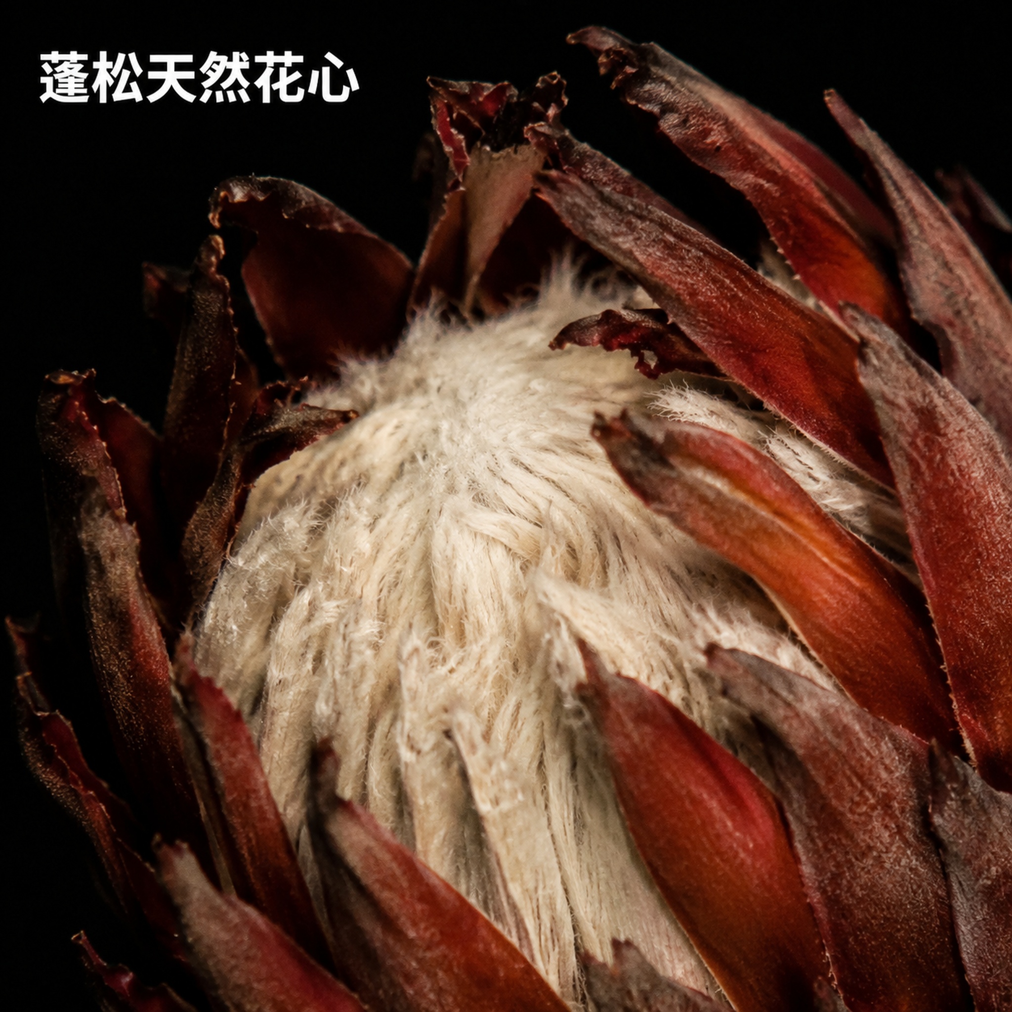 [主图-3]帝王干花心部微距质感特写图。 [氛围风格] 微距质… - 图片创意预览