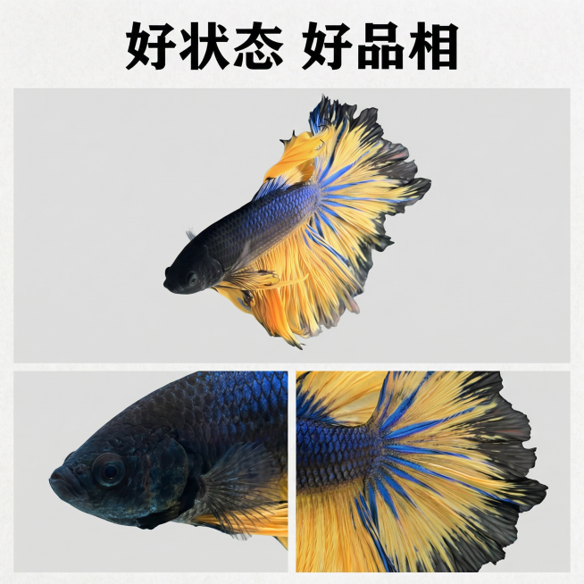 [主图 4] 泰国斗鱼半月芥子不同形态展示三格拼图
[氛围风格] 国风自然真实，整体统一
[画面元素] 商业摄影质感、光线柔和通透、产品清晰真实、画面干净高级。上一下二拼图布局，上方一张大图展示斗鱼全预览效果