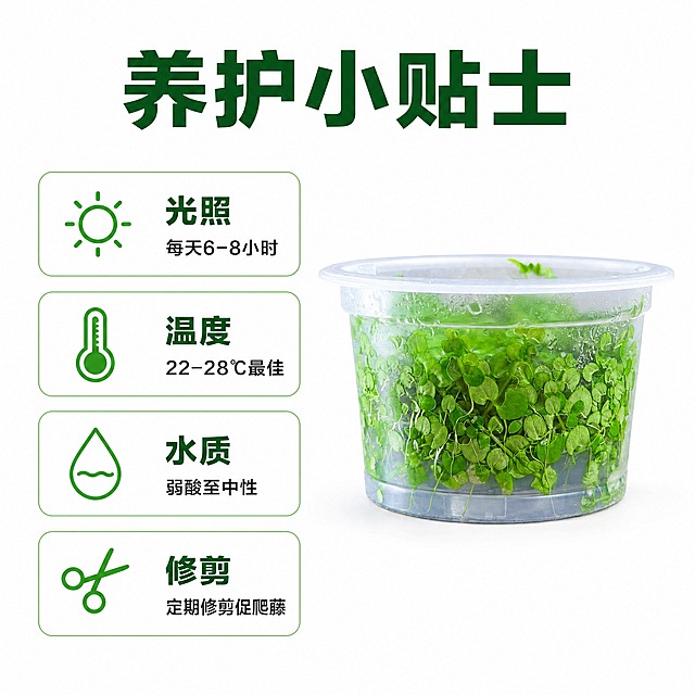 [主图-9] 爬地矮珍珠养护小贴士图，提供日常养护要点帮助用户养好水草。
[统一基调] 整体风格清新自然干净，背景纯白色#FFFFFF，标题字色深绿色，辅助字色深灰色，强调色翠绿色，字体为无衬线粗体中文，字号层级分明，卡片用细圆角浅绿色描边，图标简洁线性风格。
[画面] 画面右侧是透明无菌杯装爬地矮珍珠水草的侧面视角，占画面约40%，杯体完整，水草清晰可见。左侧用4个圆角卡片竖向排列，每张卡片一个养护要点，配小图标。产品外观与输入图完全一致。
[光影质感] 商业产品摄影质感，柔和均匀布光，杯体通透，水草翠绿有层次，底部有自然阴影，白底干净。
[配色] 背景纯白色，卡片浅绿色描边+白色填充，文字深绿色，图标翠绿色，整体清新专业。
[文字版式] 顶部主标题大字"养护小贴士"，下方左侧4个卡片依次是："光照 每天6-8小时"、"温度 22-28℃最佳"、"水质 弱酸至中性"、"修剪 定期修剪促爬藤"。每个卡片左侧有对应图标，右侧文字。
[输出要求] 1:1正方形，2048x2048，产品清晰，文字清晰可读，无变形，无错字，无水印，无平台Logo。