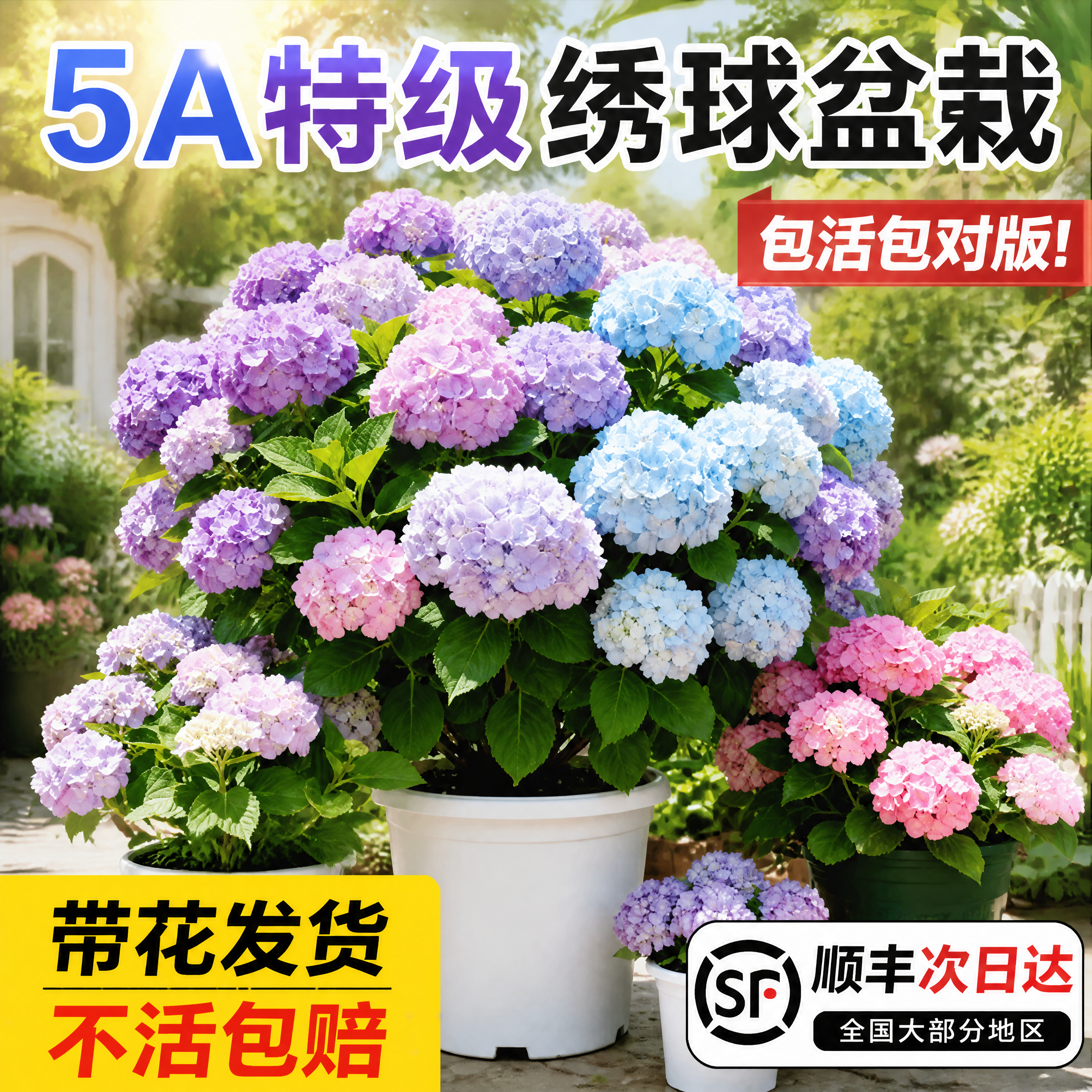 淘宝天猫1:1电商主图，5A特级绣球盆栽商品，保留绣球盆栽主体… - 图片创意预览