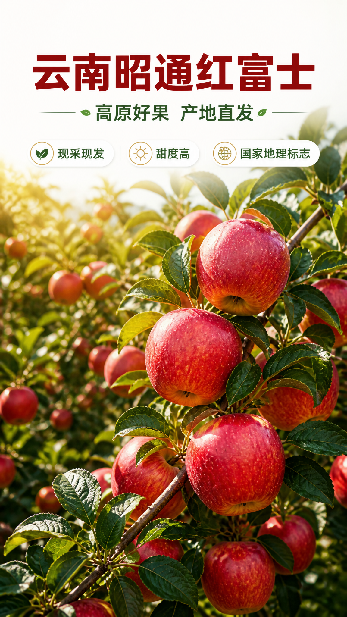[商品] 使用【图7】【图6】云南昭通红富士苹果挂枝场景；保留… - 图片创意预览
