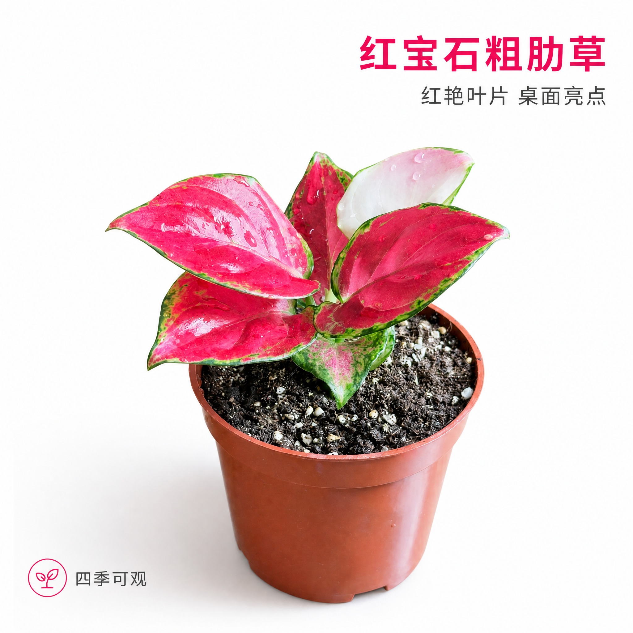 [主图-3] 红宝石粗肋草单品白底主图，纯白背景，突出玫红色叶… - 图片创意预览
