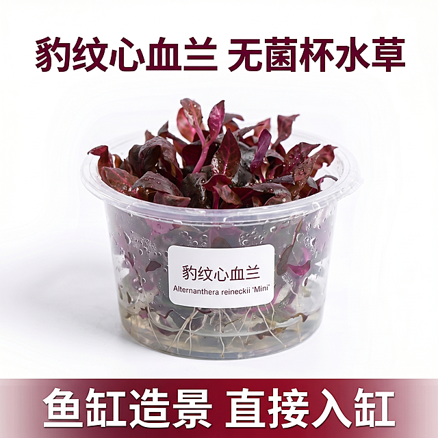[主图 1] 豹纹心血兰无菌杯水草首图，模仿参考图一的版式构图。[氛围风格] 自然生态风格，微距摄影呈现水草细节；[画质] 8K超高清商业摄影质感，光线柔和通透，产品清晰真实，画面干净高级，清晰呈现水珠附着细节。[元素] 豹纹心血兰无菌杯水草居中放置，保持产品外观（物理结构、材质质感、颜色）与输入产品图一致，杜绝任何变形和色差，精细化处理。水草叶片附着清晰水珠，商品主体占比约70%，背景为纯白色，画面满屏无边框。参考图一构图：顶部主标题，中部产品展示，产品中部贴白色标签，底部绿色渐变栏放卖点文字。白色标签内标注产品中文名称“豹纹心血兰”和拉丁学名，字体为深紫红色，从产品提取颜色。[光影] 顶部柔和自然光为主光，均匀照亮水草和容器，背景反光为辅光，叶片水珠呈现高光，层次清晰自然，没有明显硬阴影。[配色] 背景纯白为主色调，水草暗红紫色为主体色，标题字体颜色使用暗红深红色，和产品颜色一致，底部卖点栏使用渐变暗红色，卖点文字为白色，对比强烈清晰。[视角构图] 平视中心构图，景深较浅，突出水草主体和水珠细节，产品完整不裁切。[文字版式] 顶部对齐留安全边距，主标题“豹纹心血兰 无菌杯水草”使用最大号粗体暗红色字体，颜色从产品提取；中部产品白色标签，产品名字体稍大，拉丁名小一号，深紫红色文字；底部通栏暗红渐变底色放卖点文字“鱼缸造景 直接入缸”，白色大号粗体字，对比清晰。[比例分辨率] 1:1比例，2K分辨率，文字清晰可辨，超高清。[负向提示词] 变形，水印，文字错乱，产品图模糊，背景杂乱，遮挡主体，文字色差，排版不清晰。