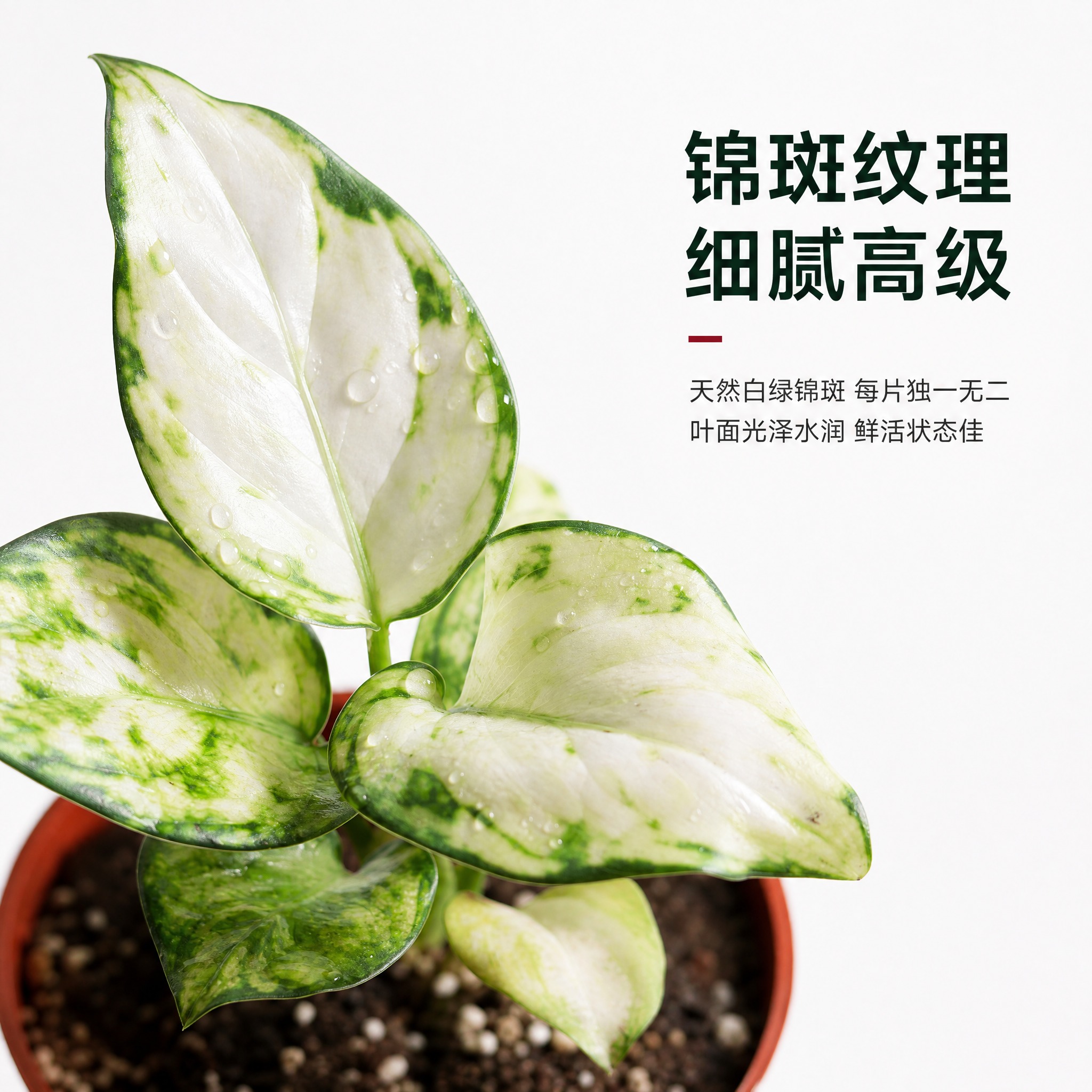 [主图-4] 白如意粗肋草叶片细节特写图，展示锦斑纹理与高级质… - 图片创意预览