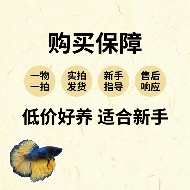 [主图 5] 泰国斗鱼半月芥子售后保障
[氛围风格] 国风简约促销风格，高性价比
[画面元素] 商业摄影质感、光线柔和通透、产品清晰真实、画面干净高级。斗鱼小图放在左下角，主体位置放选购保障信息，背景预览效果