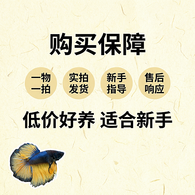 [主图 5] 泰国斗鱼半月芥子售后保障
[氛围风格] 国风简约促销风格，高性价比
[画面元素] 商业摄影质感、光线柔和通透、产品清晰真实、画面干净高级。斗鱼小图放在左下角，主体位置放选购保障信息，背景为国风浅黄色宣纸底，干净突出信息；保留斗鱼真实外观色彩。
[配色色系] 浅黄色宣纸背景，黑色文字清晰，斗鱼自然色彩点缀
[视角构图] 信息主体居中，均衡构图
[文字版式] 顶部大标题 "购买保障" 居中粗体，下面四条保障横向排列： 一物一拍 实拍发货 新手指导 售后响应，每条用圆形浅色底配黑色文字，底部大号文字突出 "低价好养 适合新手" 符合拼多多性价比定位，不遮挡斗鱼小图。
[比例分辨率] 1:1 比例，2k 分辨率；文字清晰可辨，超高清。
[负向提示词]变形，水印，文字错乱，产品图模糊，背景杂乱，文字遮挡主体