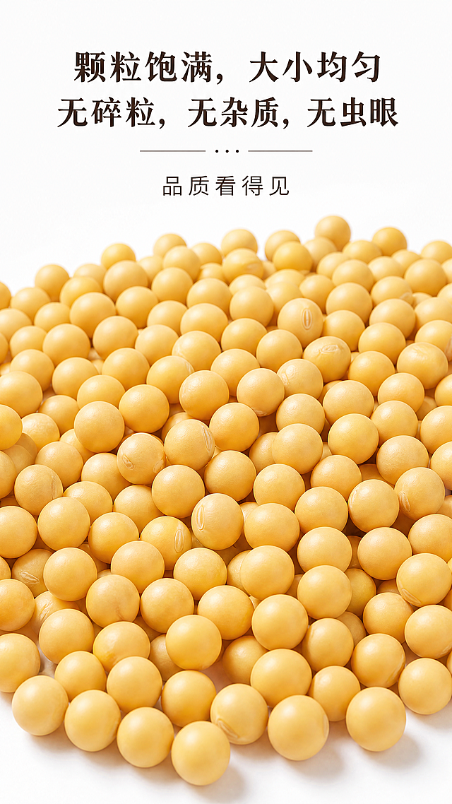 纯白背景产品实拍，散装黄豆均匀铺开，颗粒饱满、大小统一，无碎粒、无杂质、无虫眼，细节清晰，包含文案"颗粒饱满，大小均匀，无碎粒，无杂质，无虫眼，品质看得见"