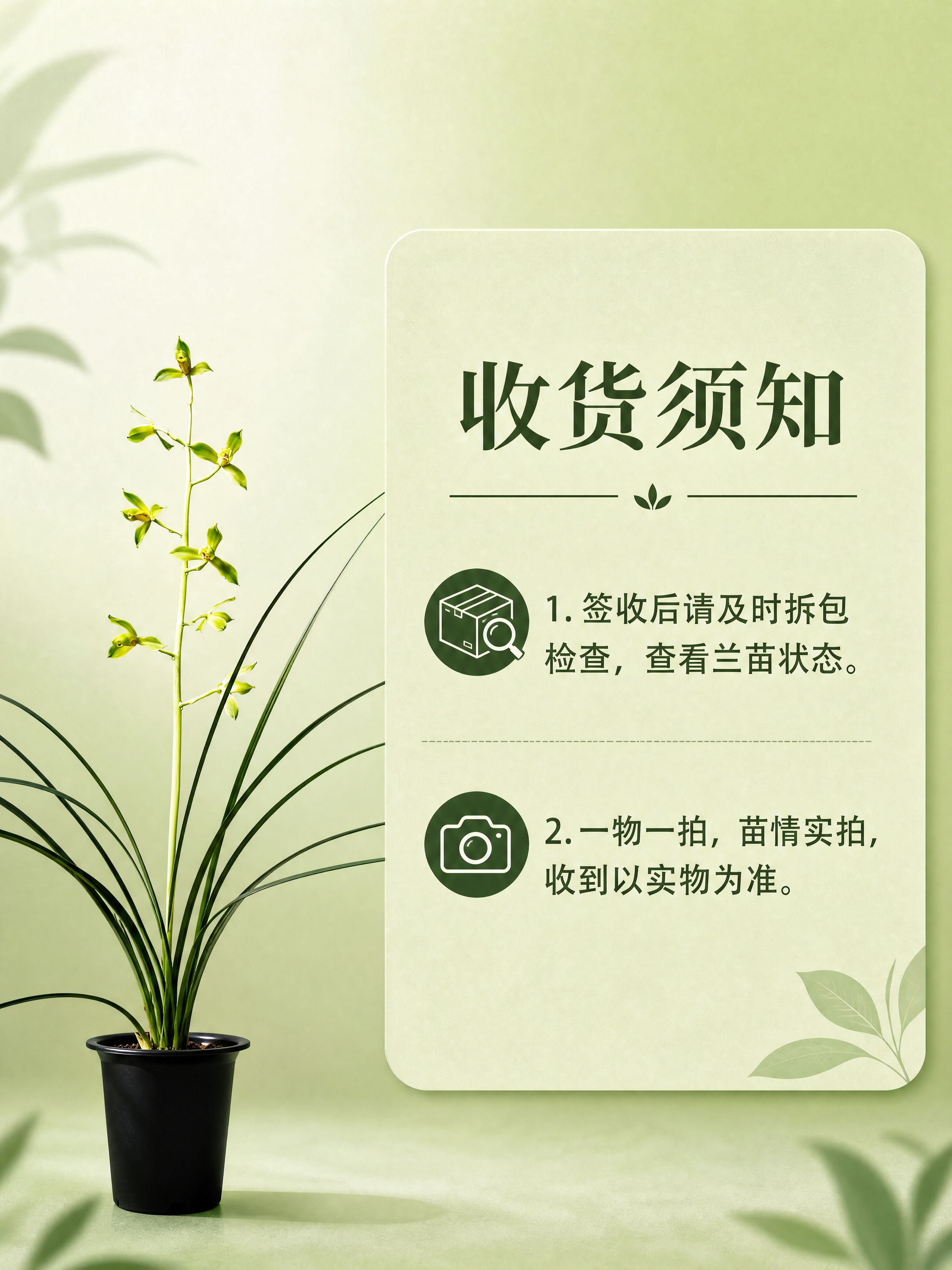 [商品] 使用【图3】翠丰国兰整株图作为苗情示意；保留整株兰花… - 图片创意预览