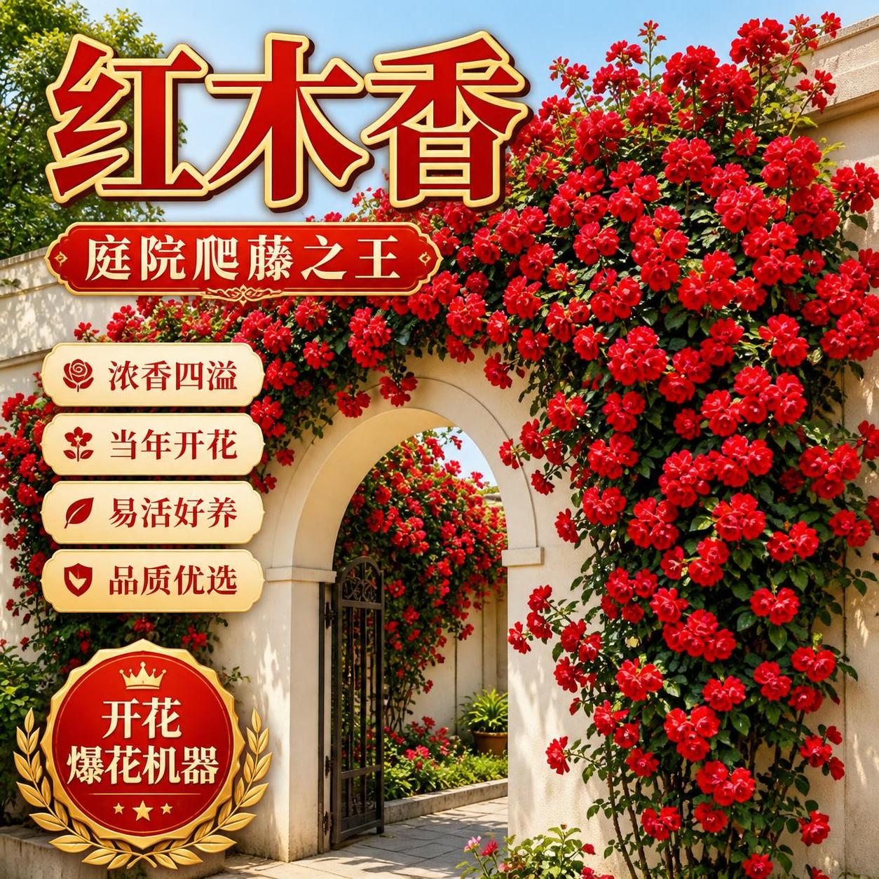 淘宝天猫电商主图，1:1正方形，以参考图中的红木香爬藤花卉为主… - 图片创意预览