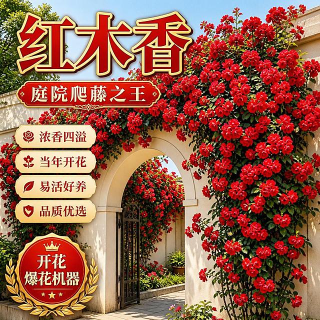 淘宝天猫电商主图，1:1正方形，以参考图中的红木香爬藤花卉为主体，红色花朵密集盛开在白色拱形门上方，花团锦簇生机勃勃，画面有醒目标题文字"红木香"，搭配卖点文字"庭院爬藤之王 浓香四溢 当年开花 易活好养"，文字设计精美有层次感，整体氛围温馨浪漫，突出花卉的观赏价值和装饰效果，高清商业摄影风格，适合电商主图展示