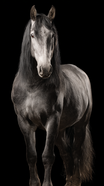 A well-built adult horse, with a clearly defined head, erect ears, bright and lively eyes, a long an预览效果