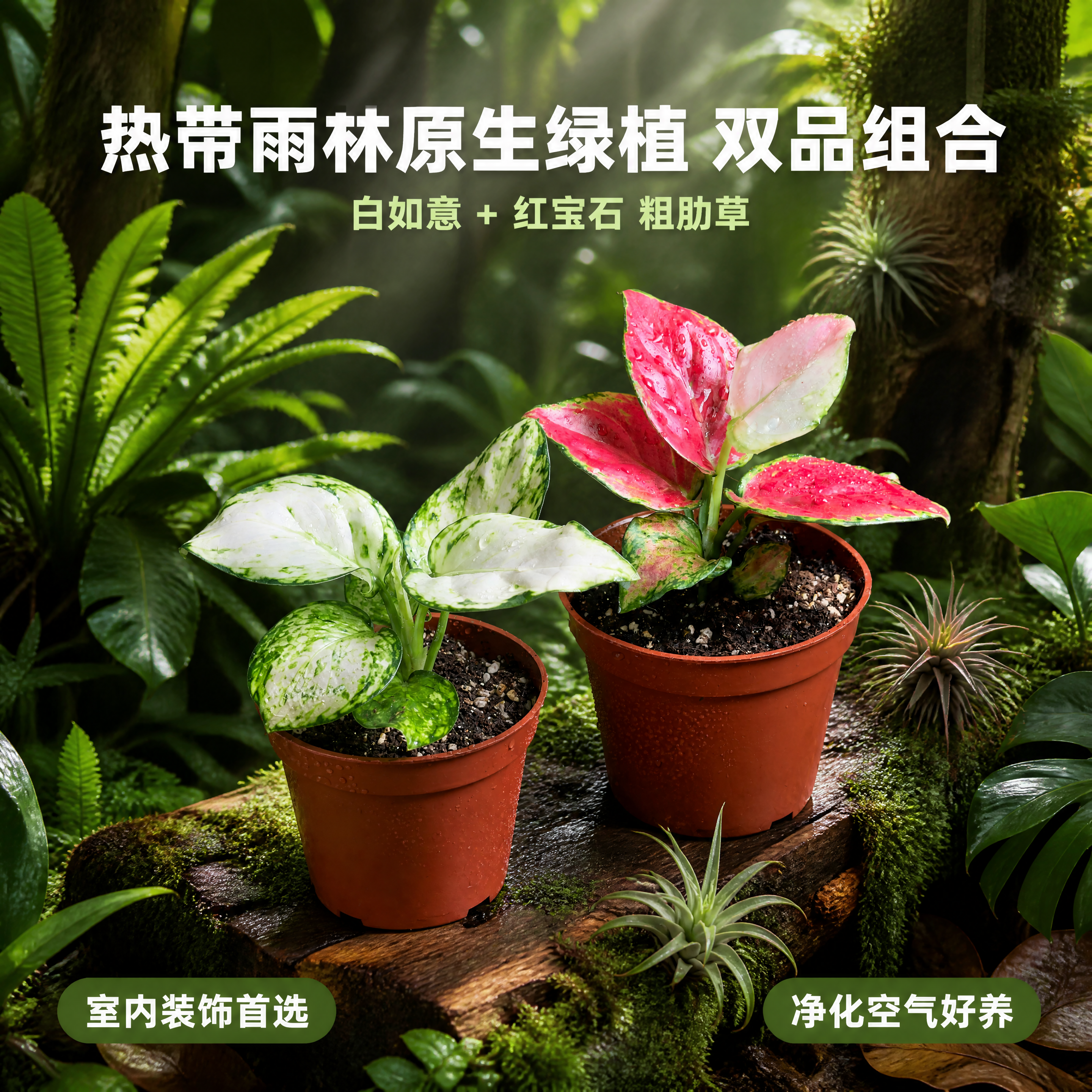 [主图-4] 白如意粗肋草和红宝石粗肋草 热带雨林场景陈列搭配… - 图片创意预览
