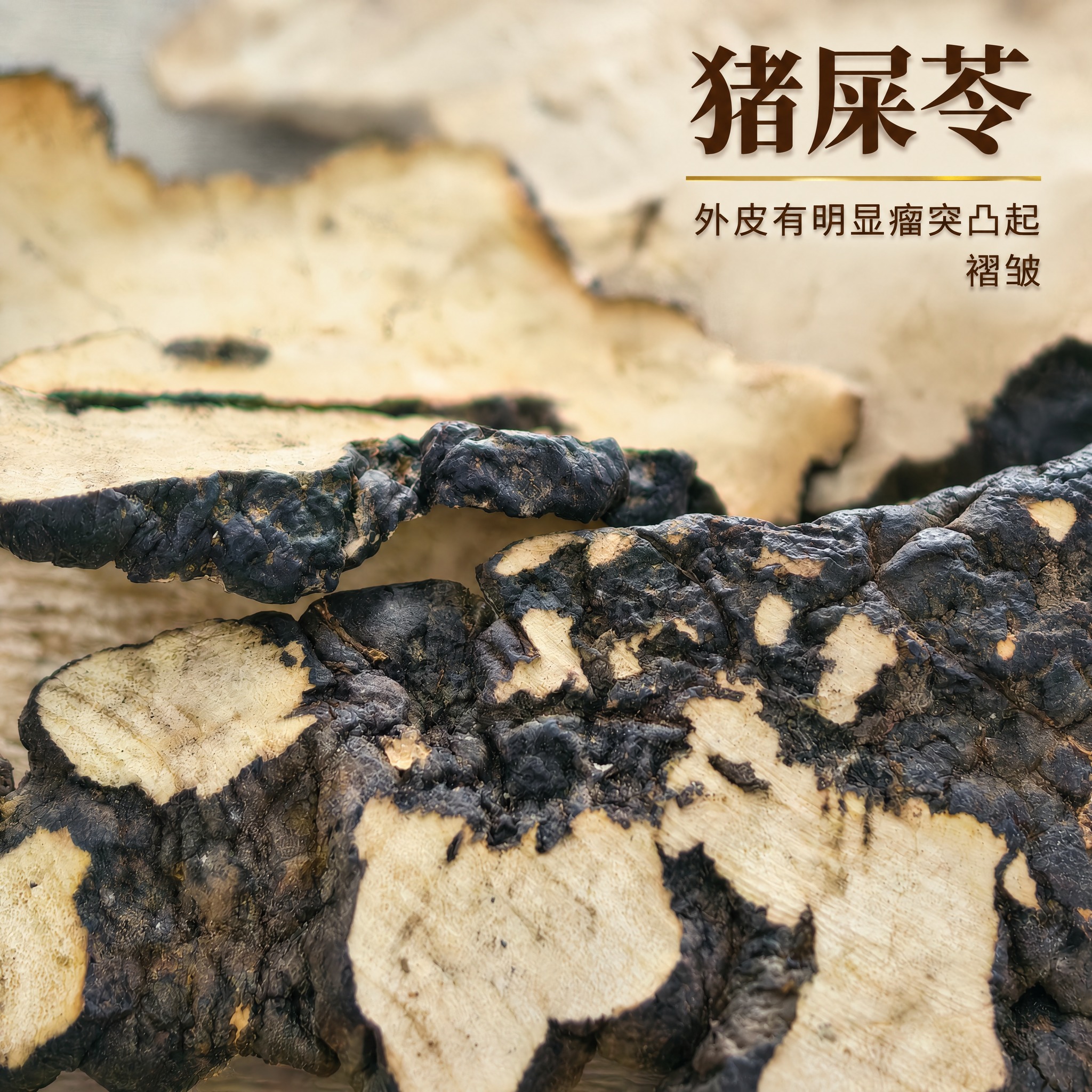 以上传的猪苓素材为基底制作中药材电商主图。严格保留原画面：画面… - 图片创意预览
