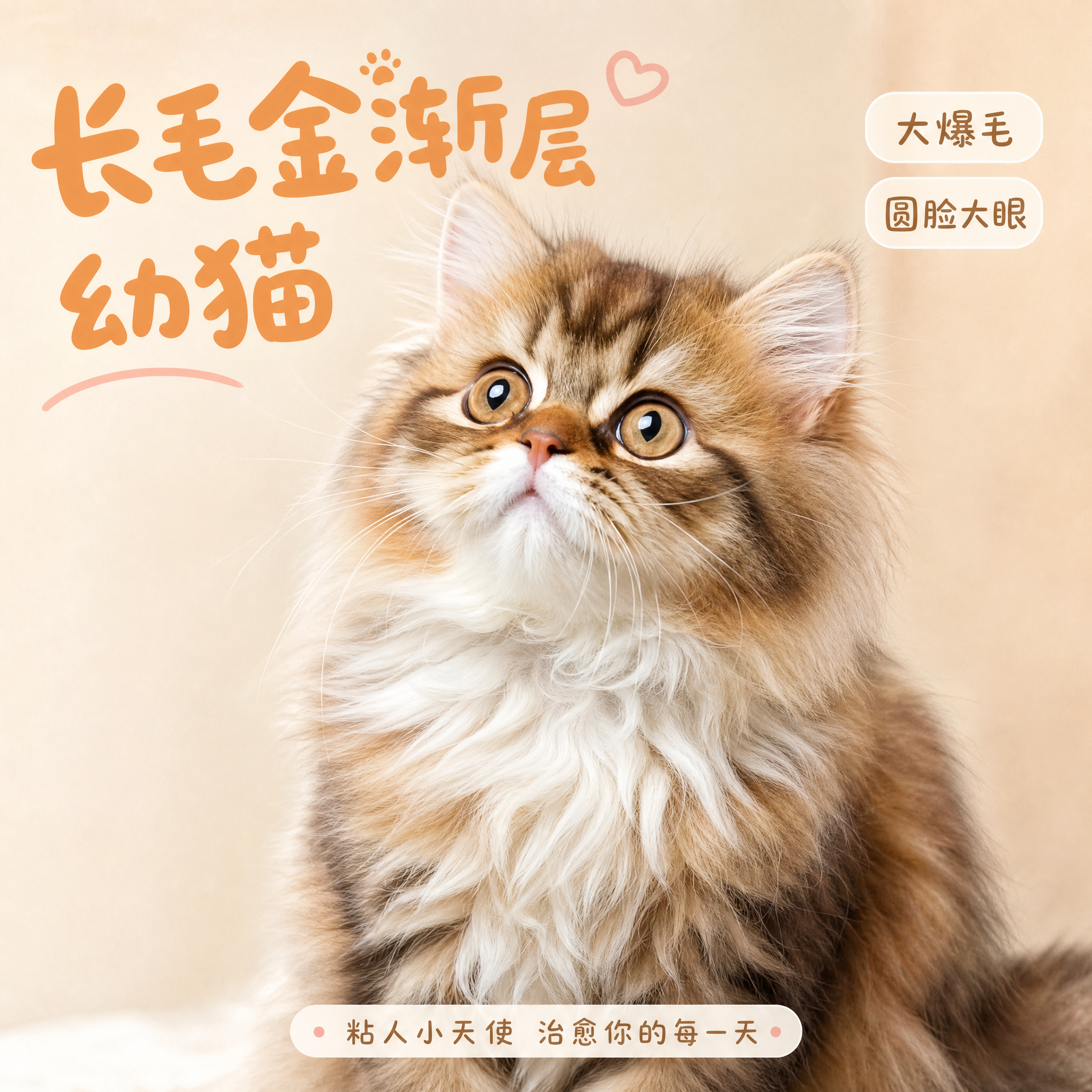 [主图-1] 首图点击率 软萌长毛金渐层幼猫情绪首图 [统一基… - 图片创意预览