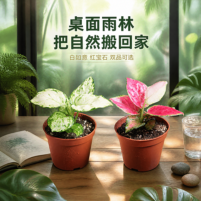[主图-4] 白如意粗肋草与红宝石粗肋草两款盆栽电商主图，雨林桌面场景搭配图，唯一任务：展示两款绿植摆放在室内桌面的实际效果，体现家居软装搭配价值。
[统一基调] 热带雨林自然风格，深绿色植物背景为主，点缀热带阔叶与蕨类，柔和自然光从上方洒落，整体色调浓郁有生机；标题字色为米白色，辅助字色为浅草绿色，强调色为暖金色；字体为简洁现代无衬线粗体，字号层级分明；画面满版无边框，产品自然落地不悬浮。
[画面] 画面展示一张原木质感桌面，桌面上并排放置两盆粗肋草，左侧白如意粗肋草，右侧红宝石粗肋草，保持原图植株形态、叶片颜色、棕红花盆与水珠细节完全一致，矫正透视端正摆放；桌面还点缀一本摊开的植物图鉴书籍、一小杯清水、几块鹅卵石，营造自然治愈的桌面氛围；背景为落地玻璃窗，窗外是热带雨林景观，有高大棕榈树与阔叶植物，柔和自然光透过窗户洒入，在桌面形成柔和光斑；主体（两盆植物）占画面约50%；画面上方留白处放标题文字。
[光影质感] 4K高清生活方式摄影质感，真实自然的窗边光线，物体有柔和阴影，桌面木纹清晰，玻璃有轻微反光；植物叶片有自然光泽，水珠通透；整体氛围温馨治愈，有呼吸感。
[配色] 整体以原木色桌面+绿色植物+窗外深绿雨林为主色调，点缀书籍的米白色与水杯的透明感；文字为深绿色与暖棕色，与温馨氛围协调。
[文字版式] 画面上方居中位置主标题两行：第一行"桌面雨林"，第二行"把自然搬回家"，深绿色粗体大字；标题下方小字"白如意 红宝石 双品可选"，浅棕色，字号缩小50%以上；文字不遮挡植物主体。
[输出要求] 1:1正方形比例，4K超清画质，产品清晰真实，场景自然融合，文字清晰可读；禁止变形、错字、模糊、悬浮、穿模、塑料感、颜色失真、水印、平台Logo、多余人物。